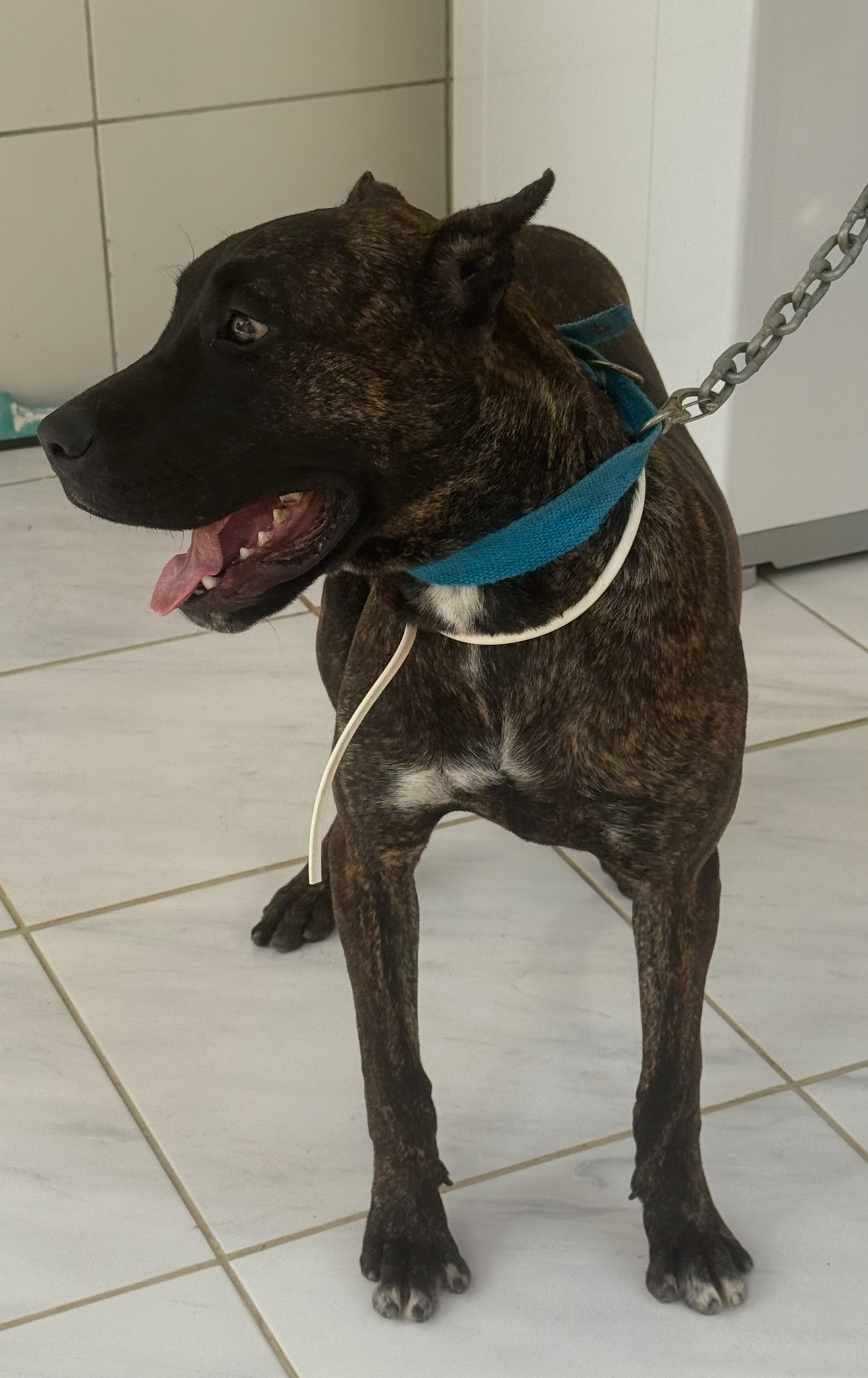 Portal Vendocão Cane corso Eusebio 