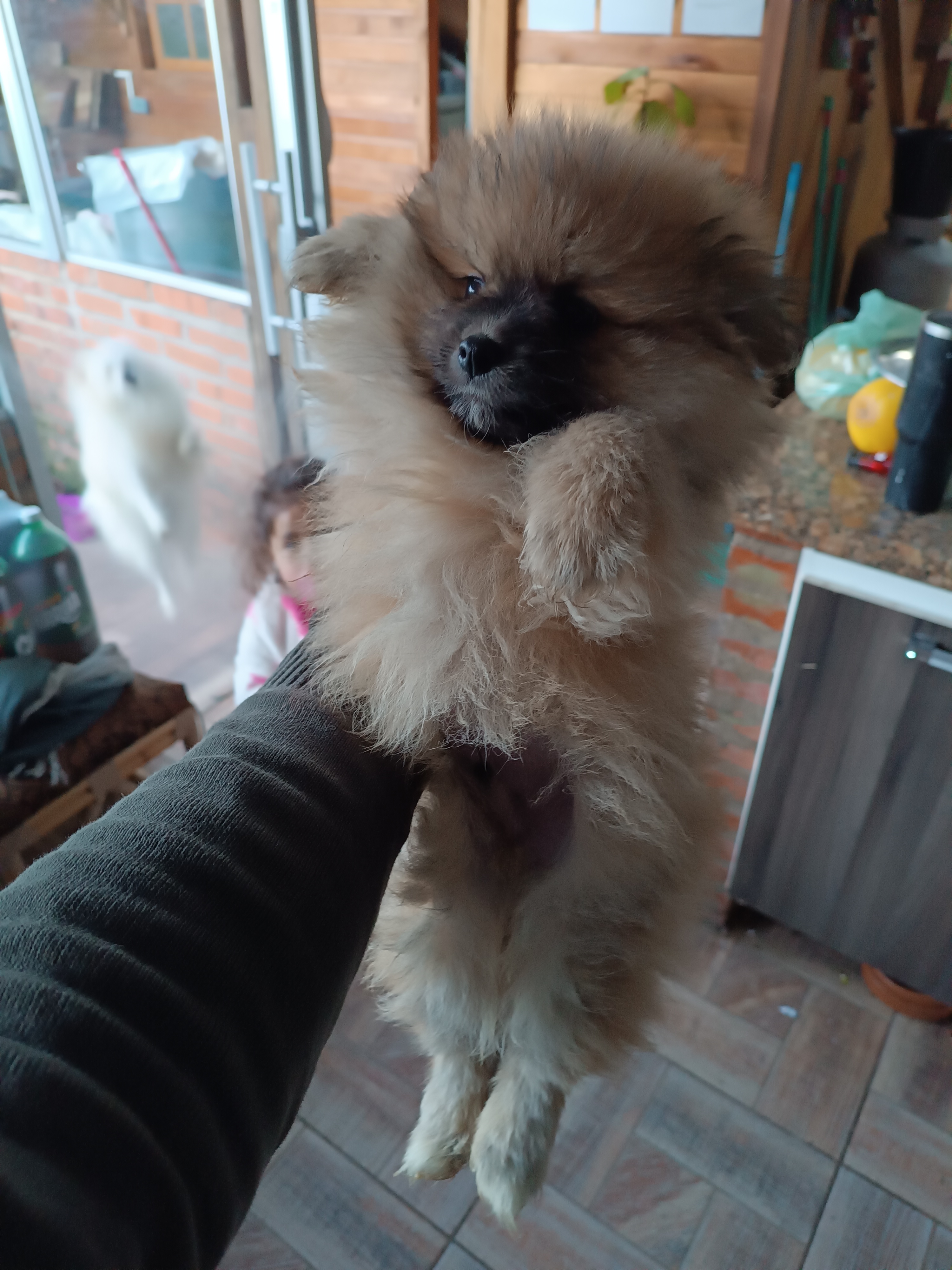 Cachorro  - Foto 2