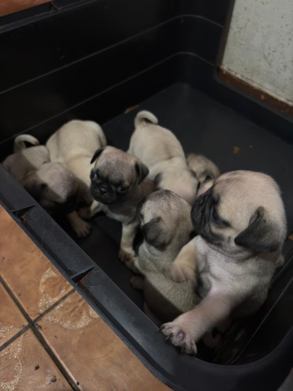 vendo 