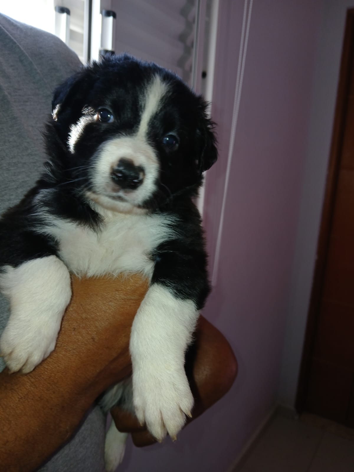 Portal Vendocão venda de filhotes de bodder collie 1mês  São Paulo