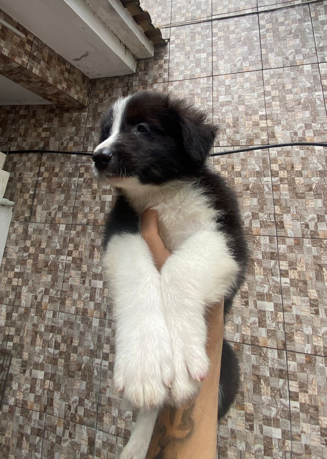 filhotes de Border Collie - Foto 2