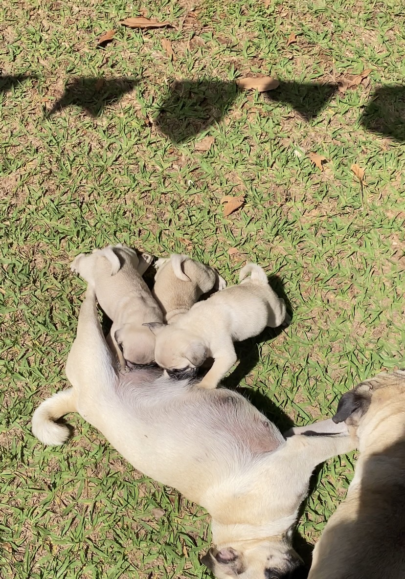 Portal Vendocão Filhotes pug  Pará de minas