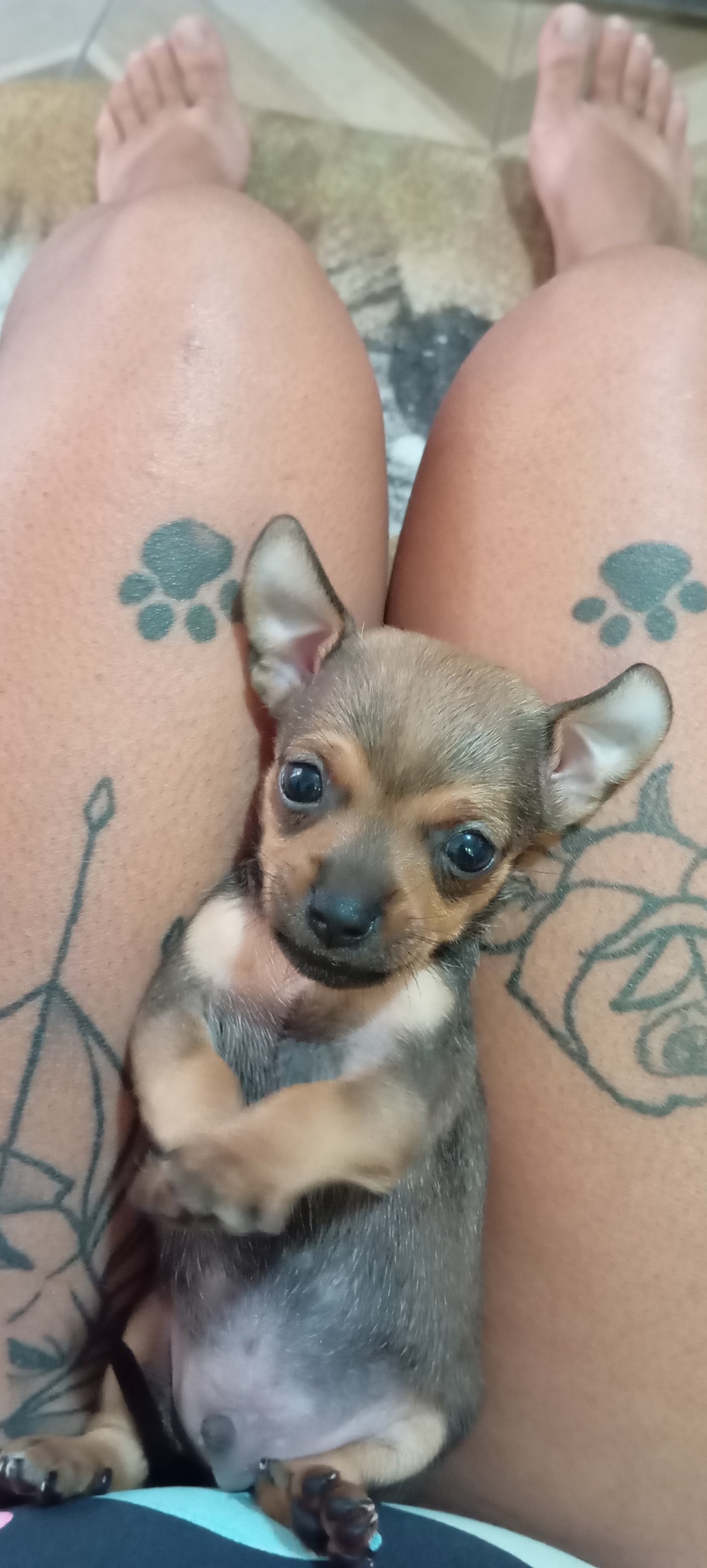 Pinscher 1