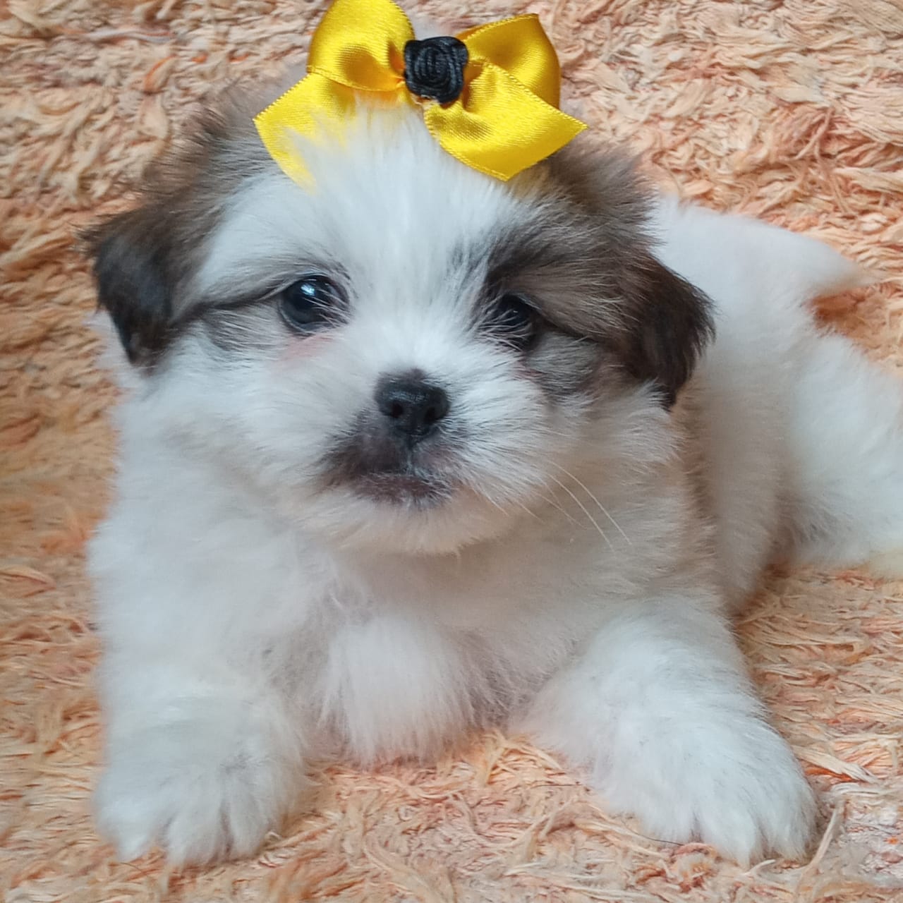Portal Vendocão lhasa apso #canilursinhospuppies bebes pronta entrega  são vicente 