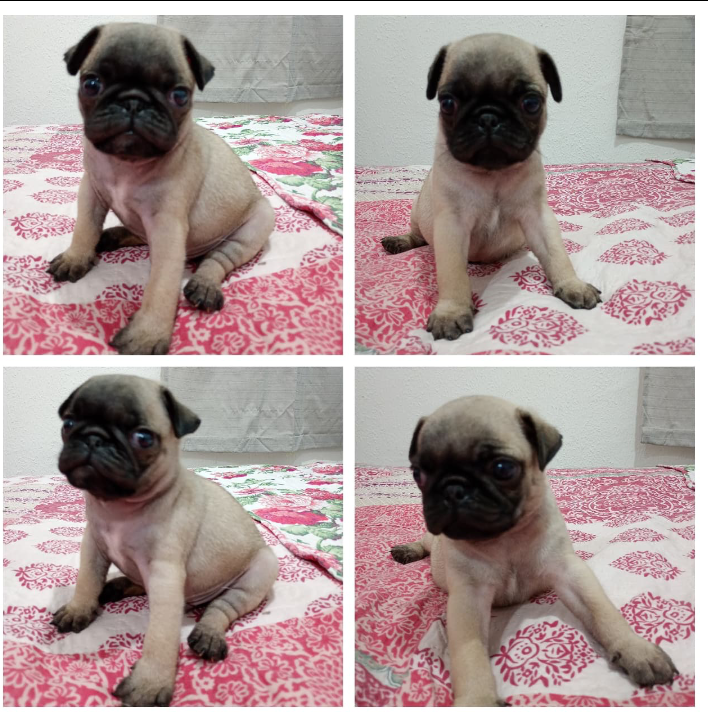 Portal Vendocão Filhote de pug Fortaleza 