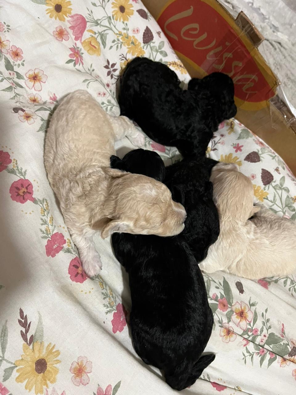 Portal Vendocão Vendo filhotes de poodle Teresina