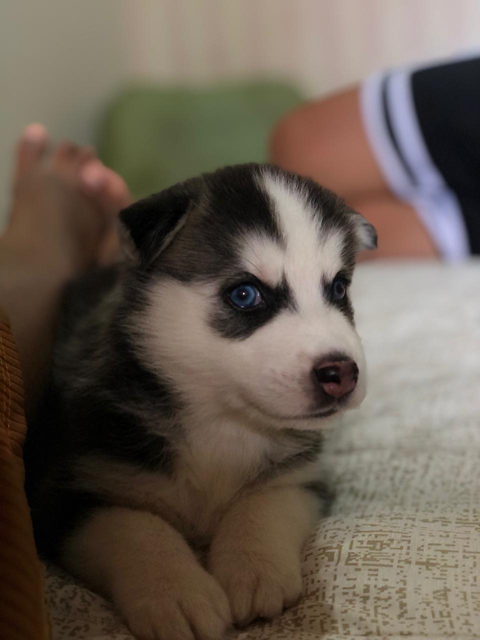 Portal Vendocão Husky siberiano olhos azuis  São Luís 