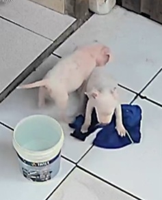 Portal Vendocão Pitbull APBT Santarém