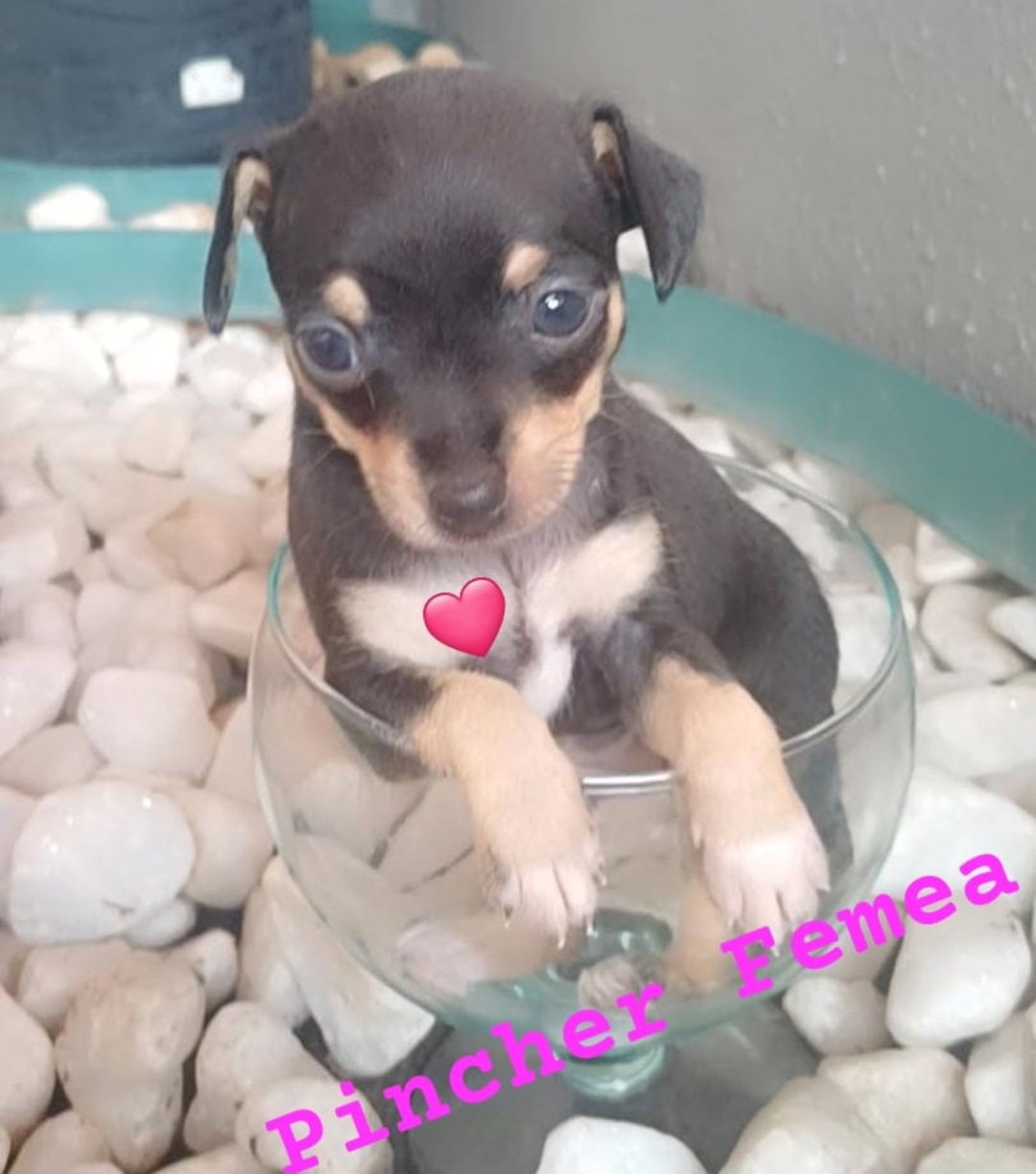 vendo filhotes 2 fêmeas de pinscher. - Foto 1