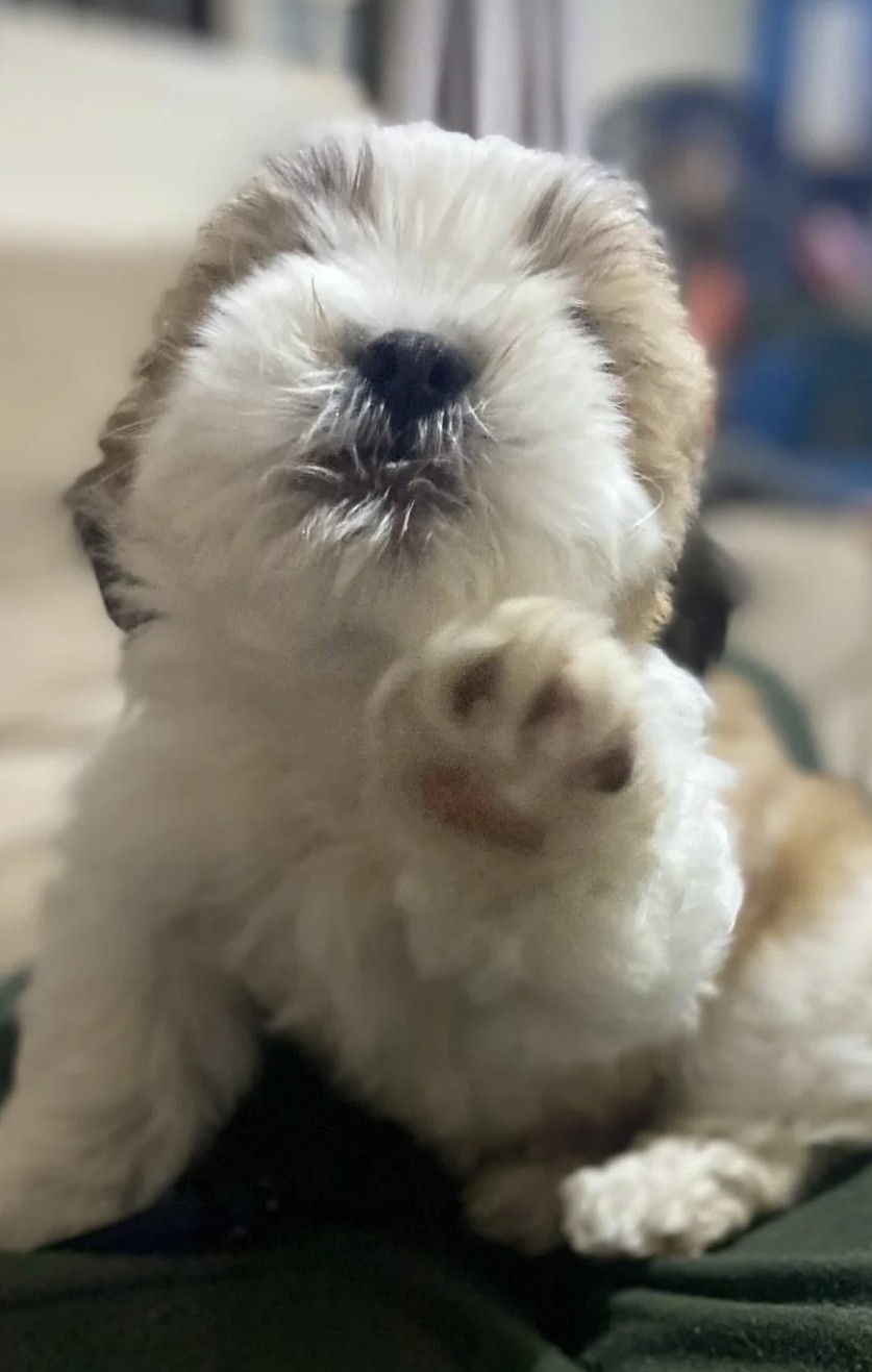 Portal Vendocão Filhote de shih tzu macho Lavras