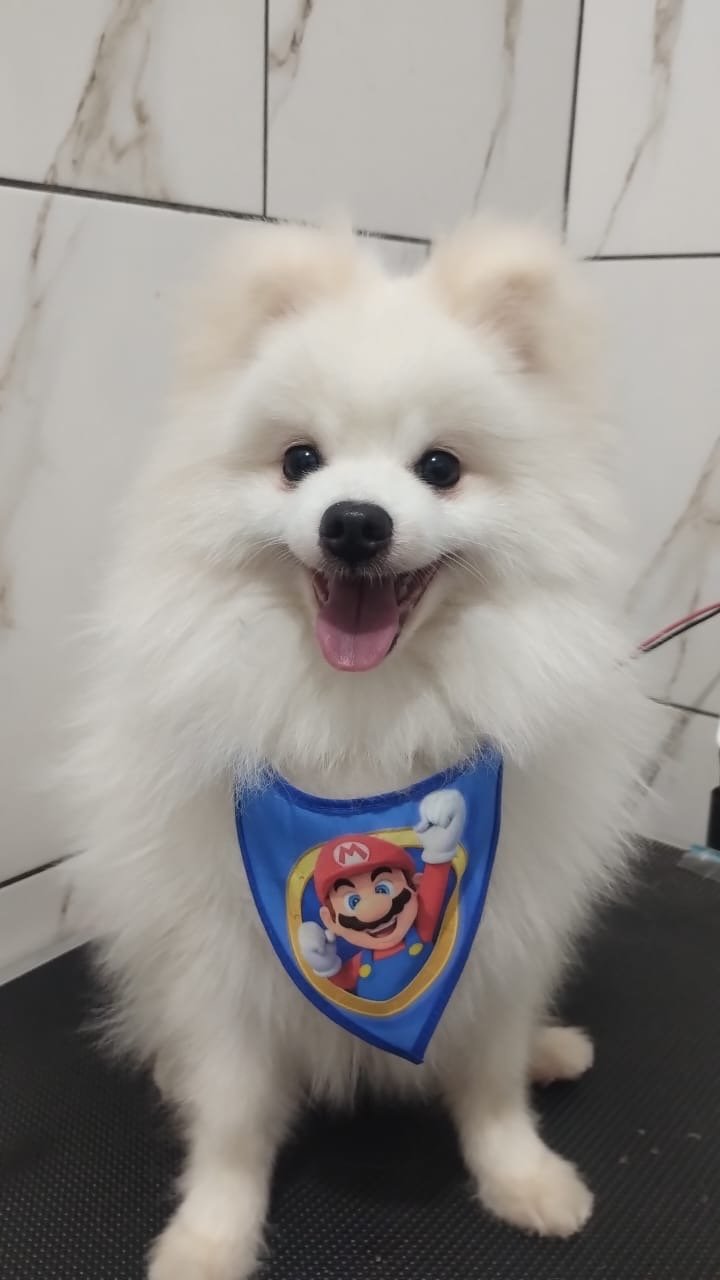 Lulu da pomerânio  - Foto 3