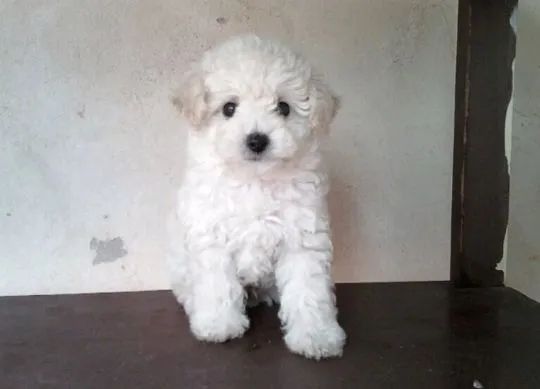 Portal Vendocão Poodle 12x cartão  Jundiaí 