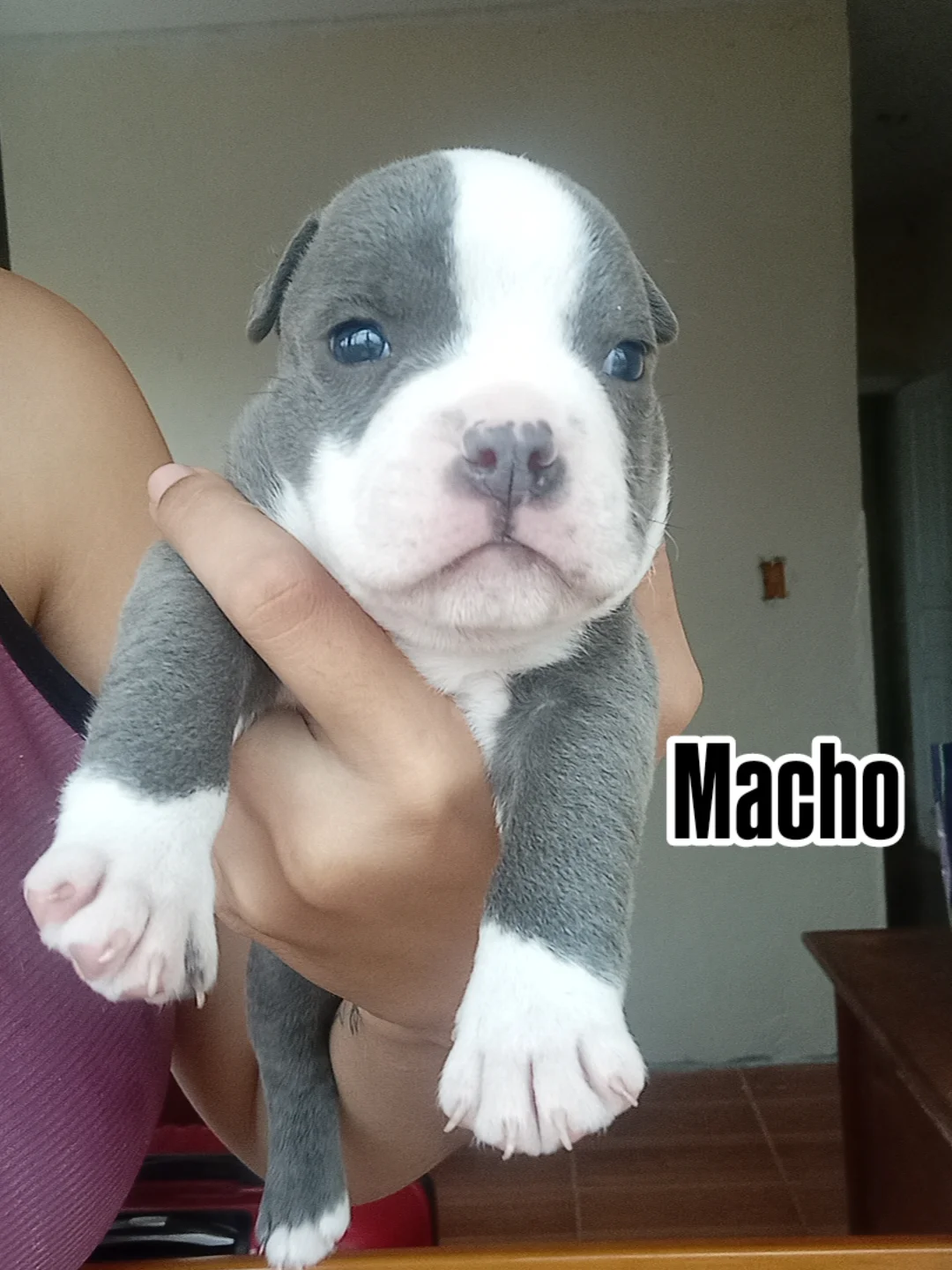 Portal Vendocão Filhotinhos de American Bully  Petrópolis