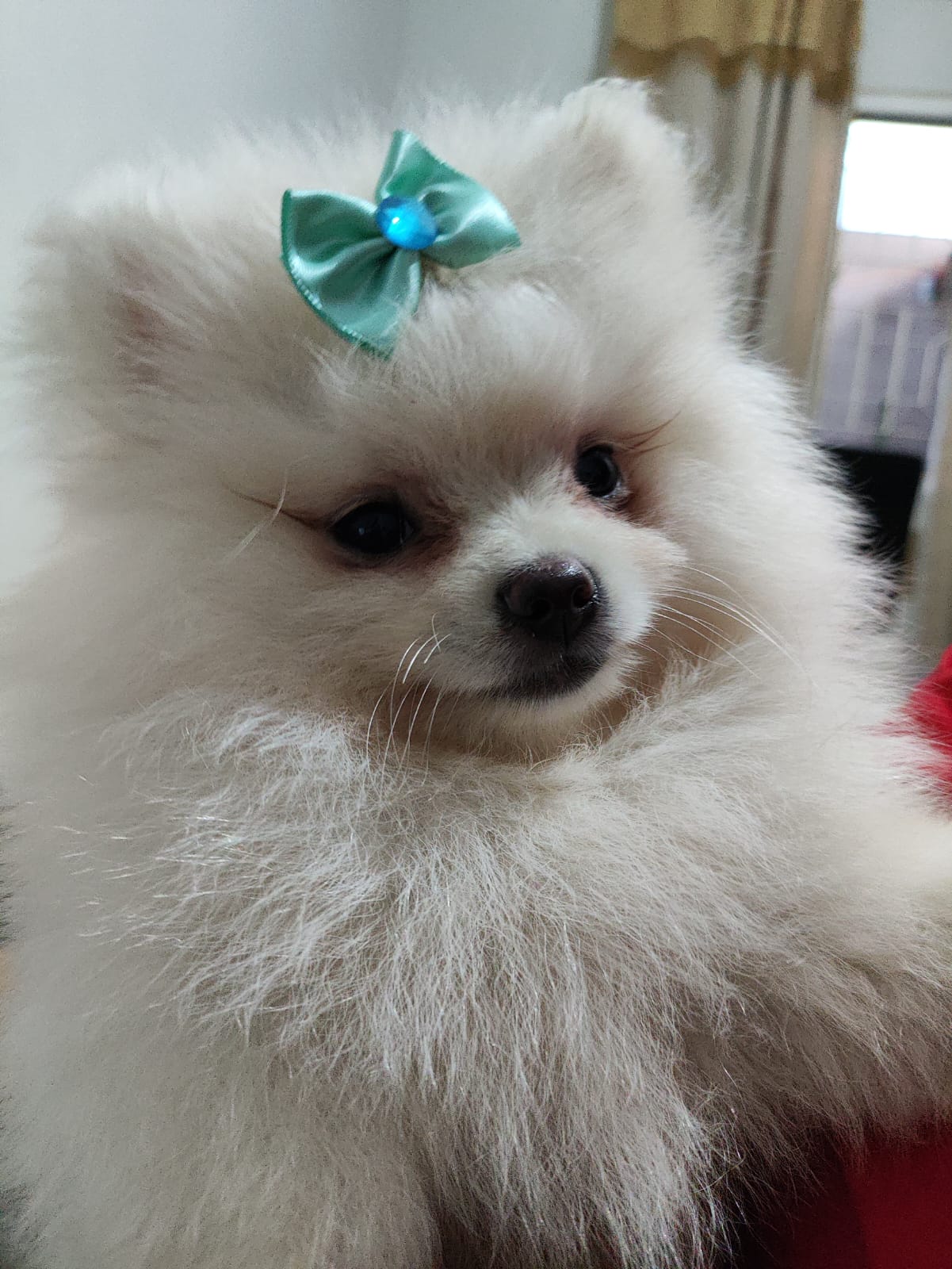 Portal Vendocão Fêmea de lulu da Pomerânia 3 meses Jundiaí