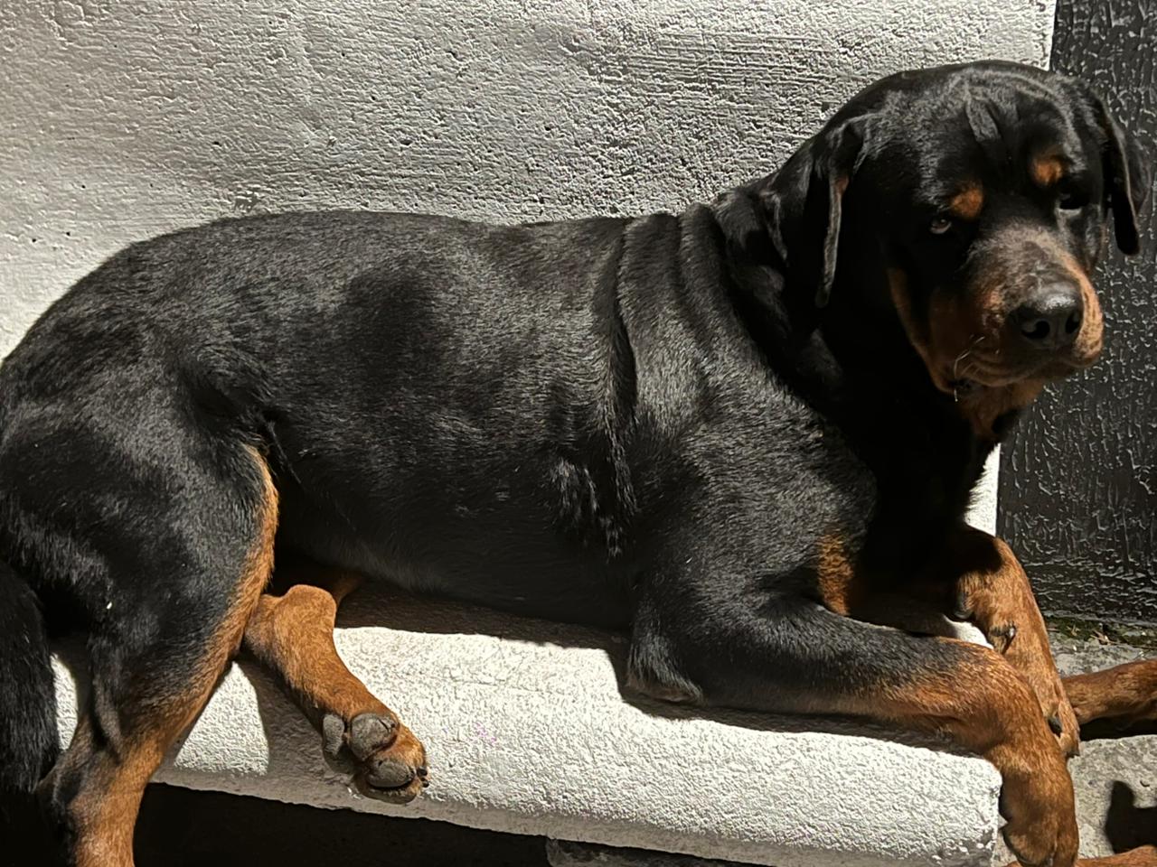 Portal Vendocão Filhotes de Rottweiler  Pelotas