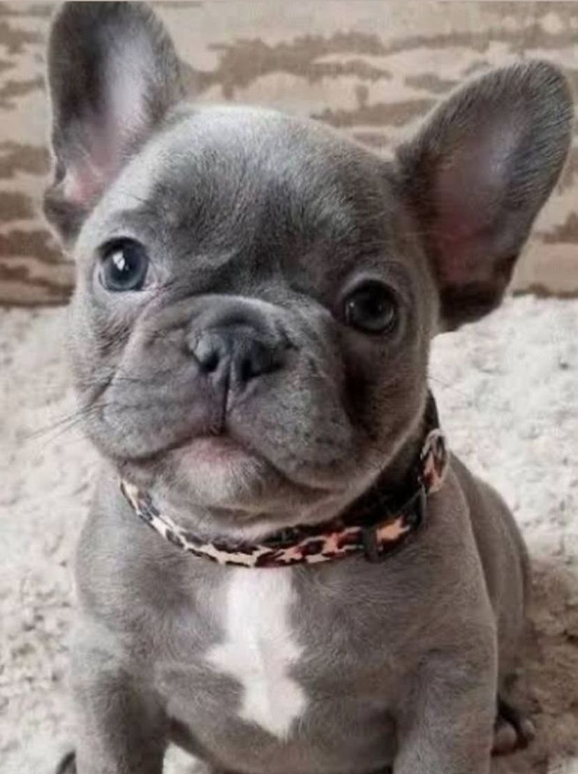 Filhote de Buldogue francês  - Foto 1