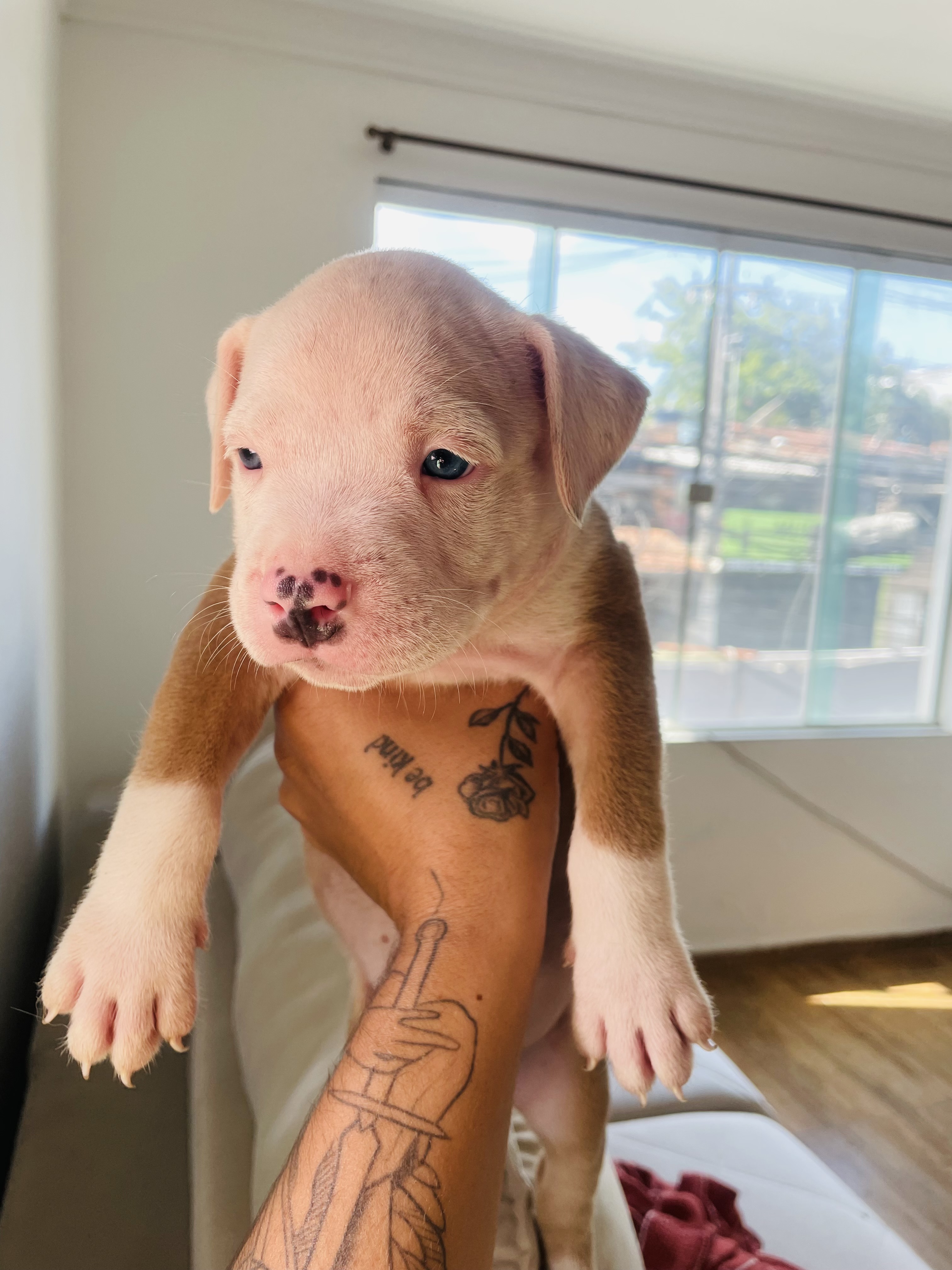 american bully - Foto 3