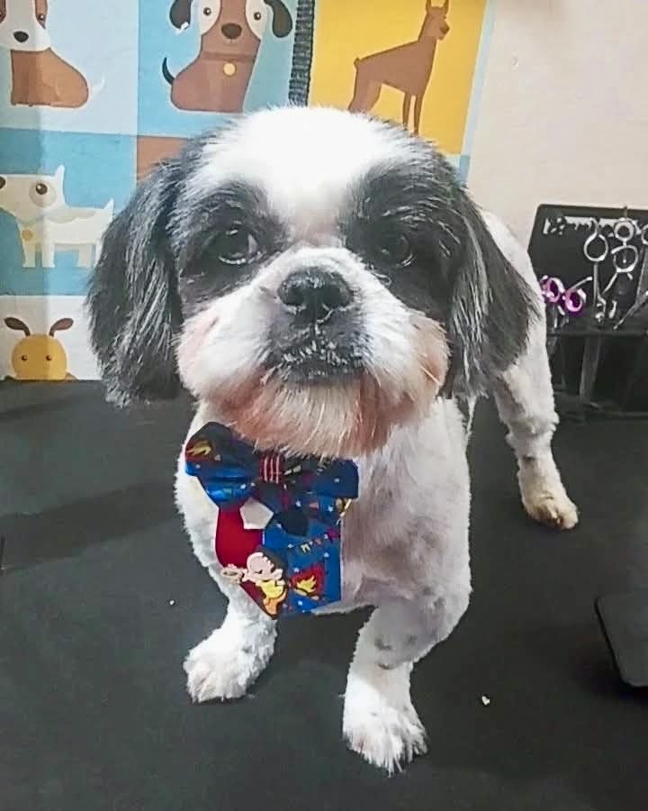 Portal Vendocão Filhote shih Tzu  Cabo Frio 