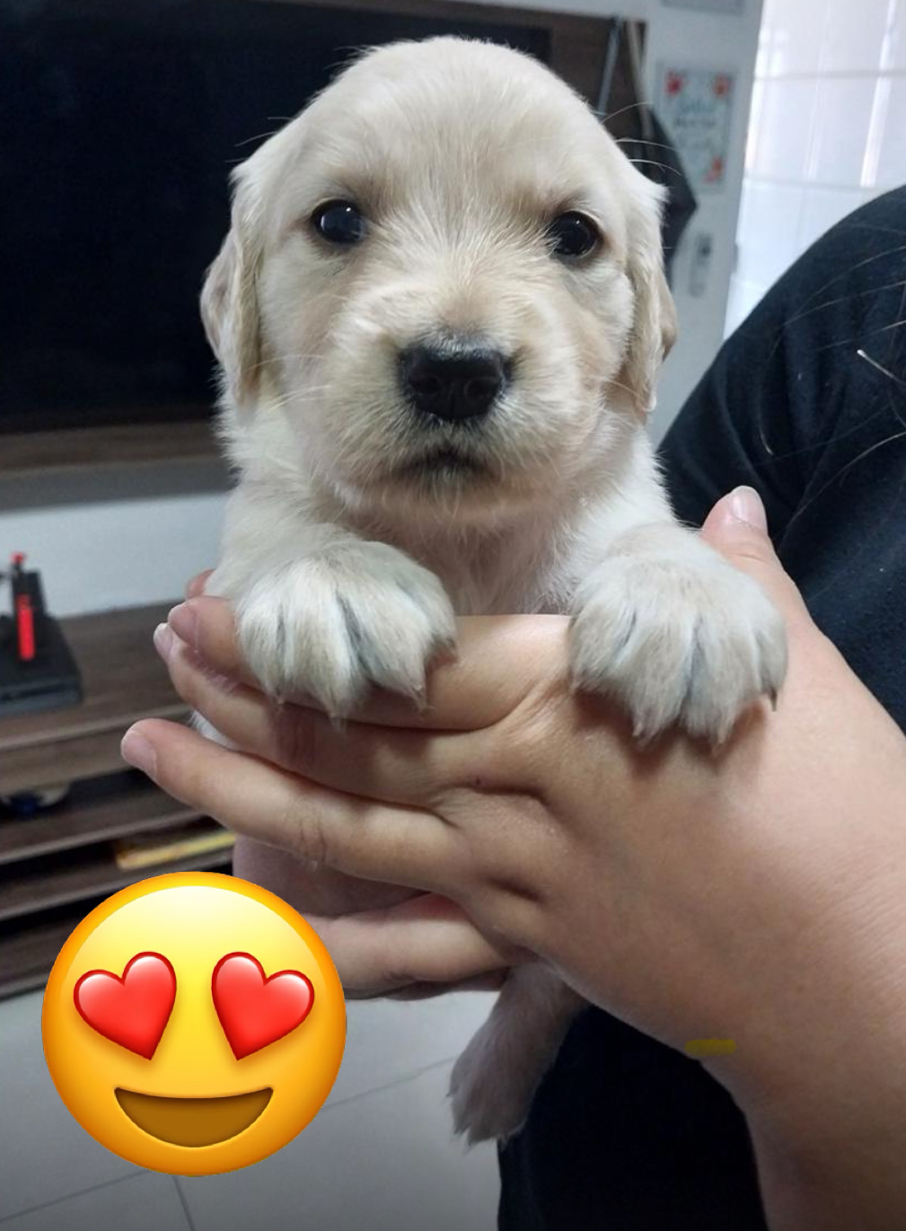 Portal Vendocão Golden Retriever  Santo André 