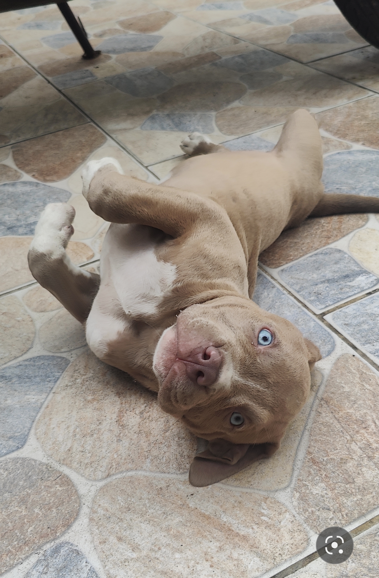 Portal Vendocão Pit Monster American Bully filhotes com pedigree  São João de Meriti