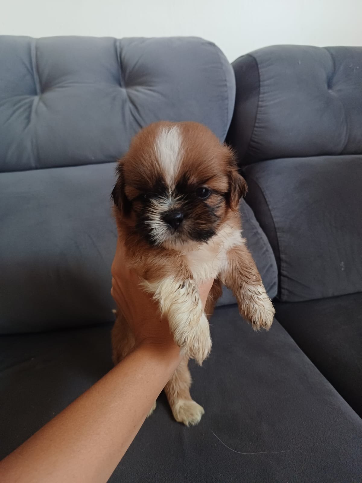 Shih tzu - Foto 4