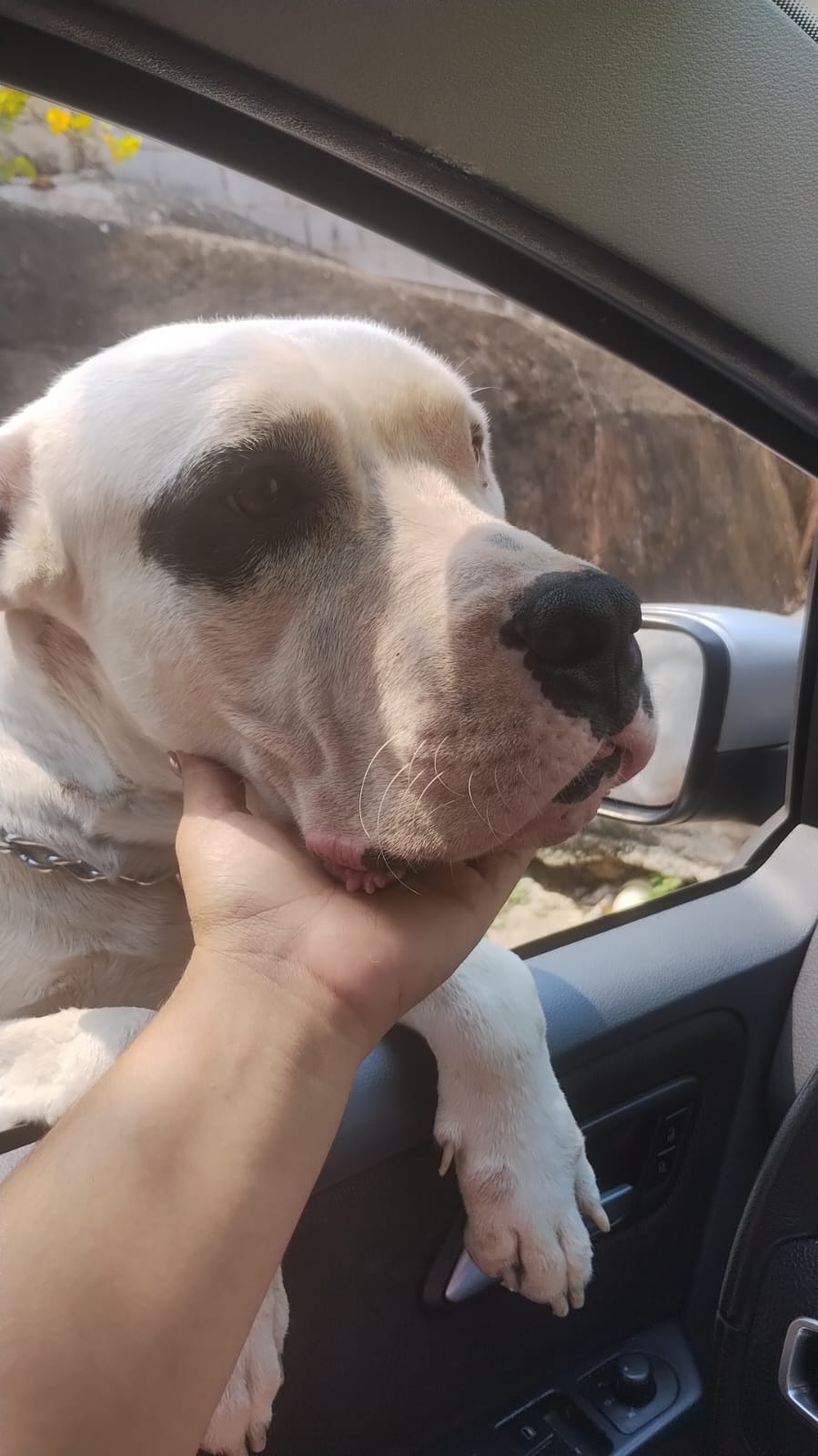 Portal Vendocão Dogo argentino filhotes  São Gonçalo