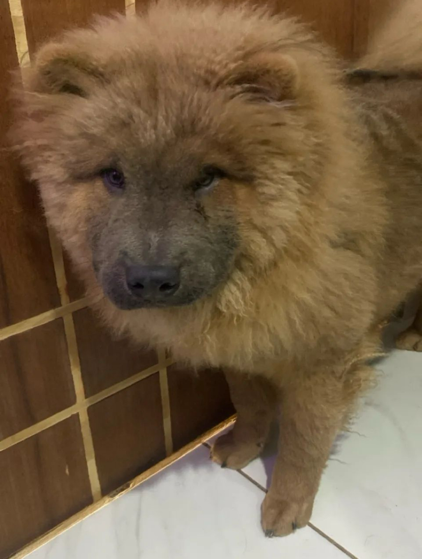 Portal Vendocão Vendo filhote de chow chow Maceió 