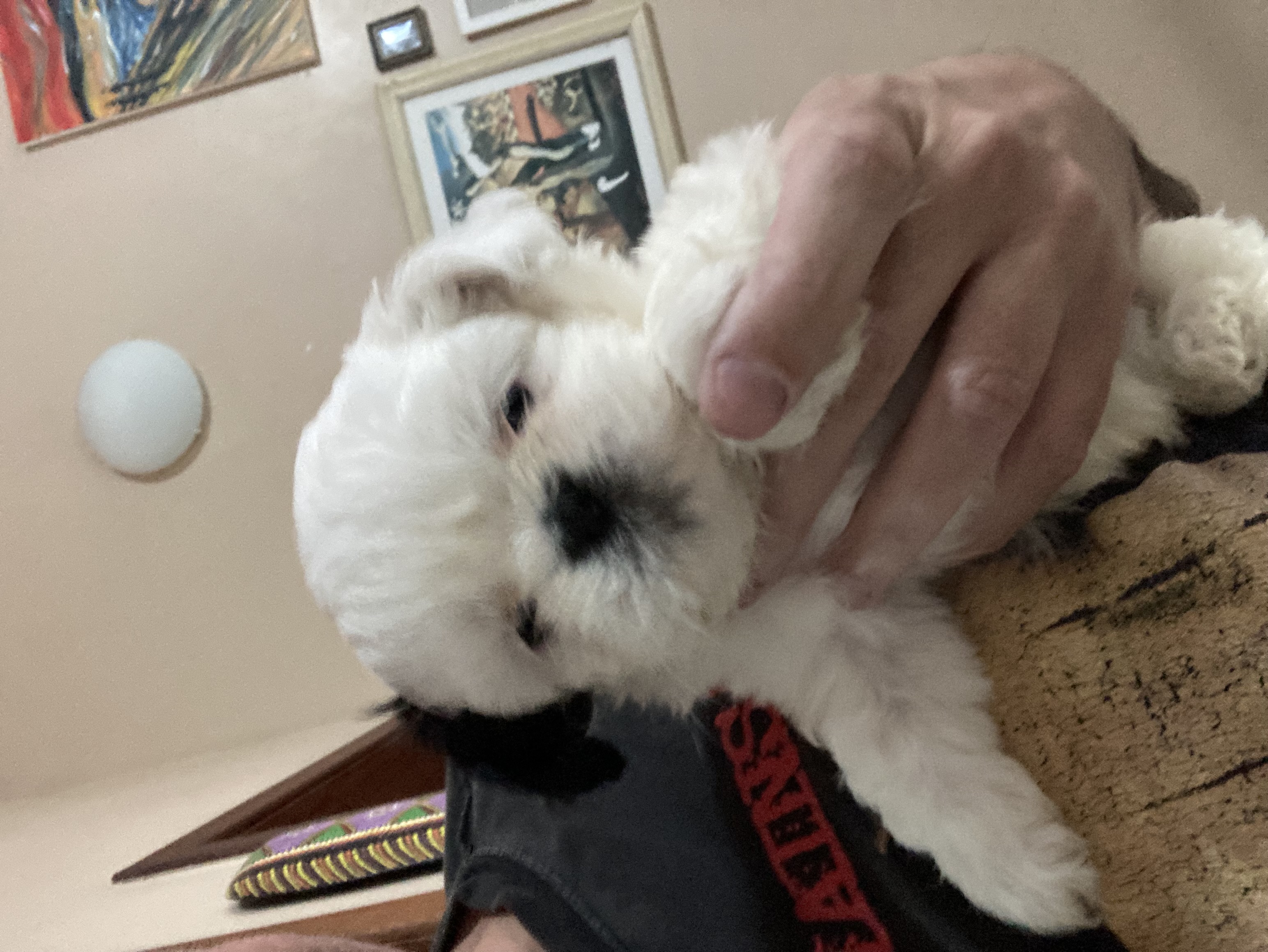 Portal Vendocão Shih Tzu Novo Hamburgo