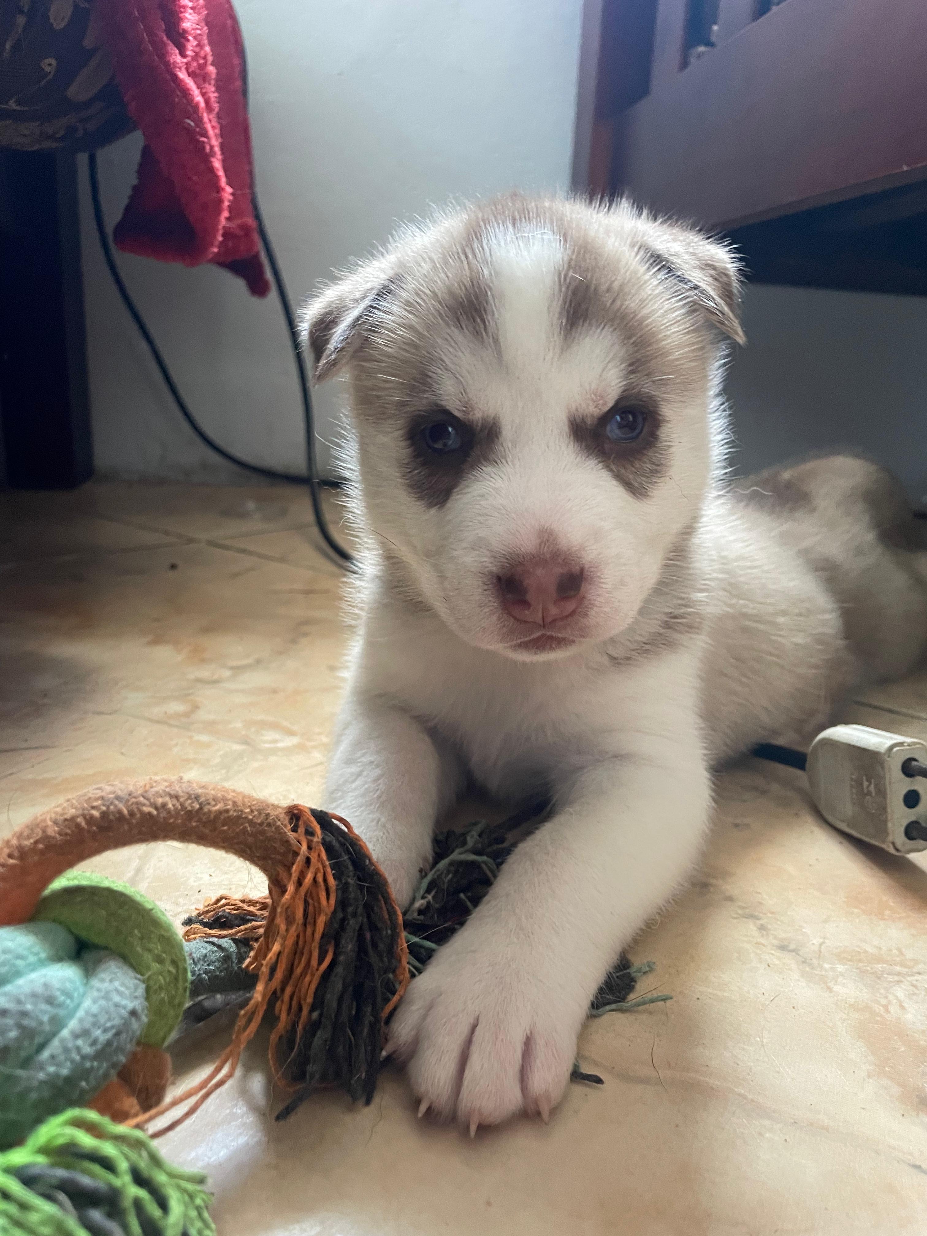 Portal Vendocão Filhote husky siberiano Sapucaia do Sul