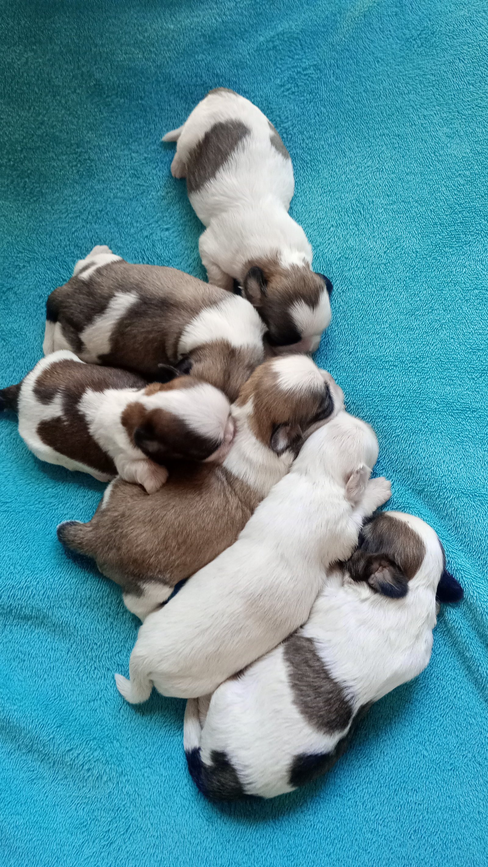 Shih Tzu filhotes 