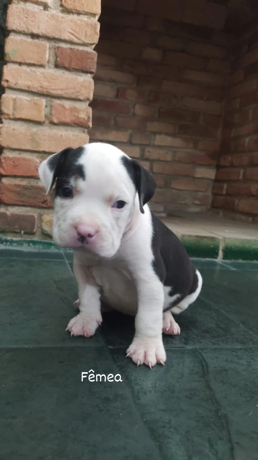 Portal Vendocão 🐾 Filhotes de American Bully com Pedigree IBC Disponíveis! 🐾 Contagem