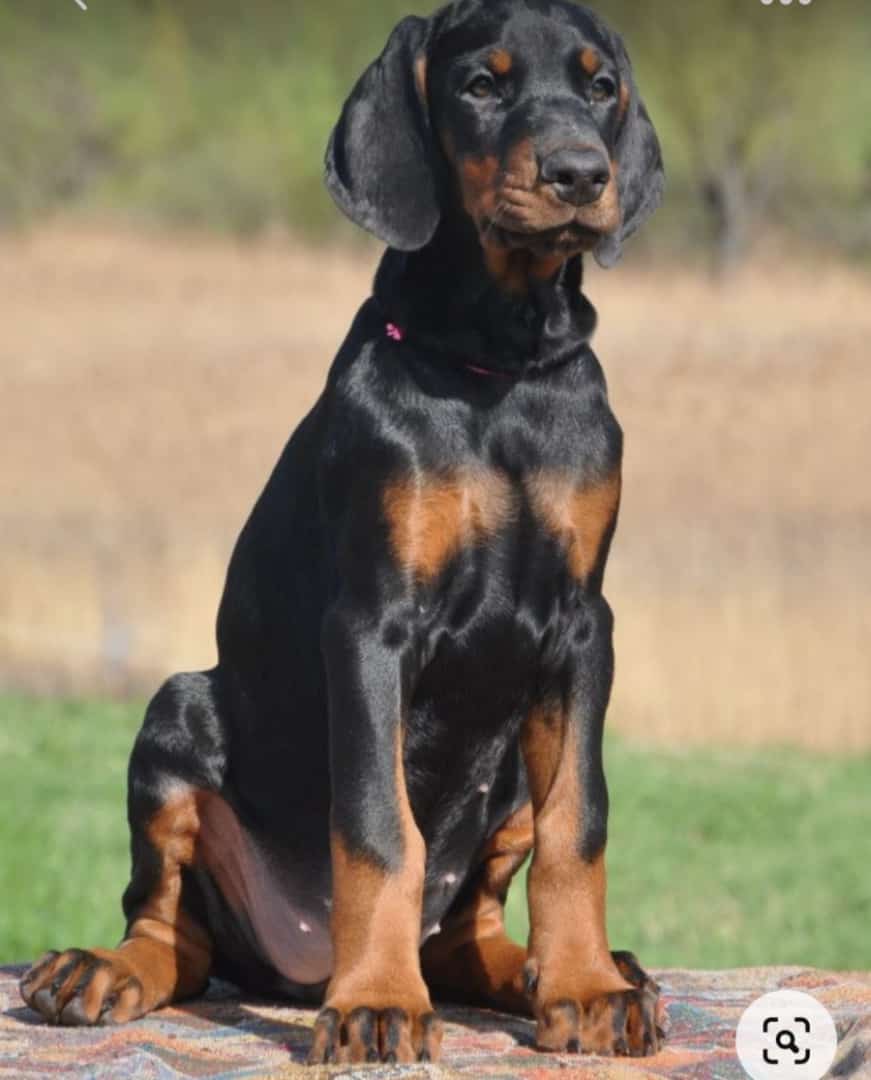 Portal Vendocão Lindos Filhotes Doberman padrão tops Vinhedo
