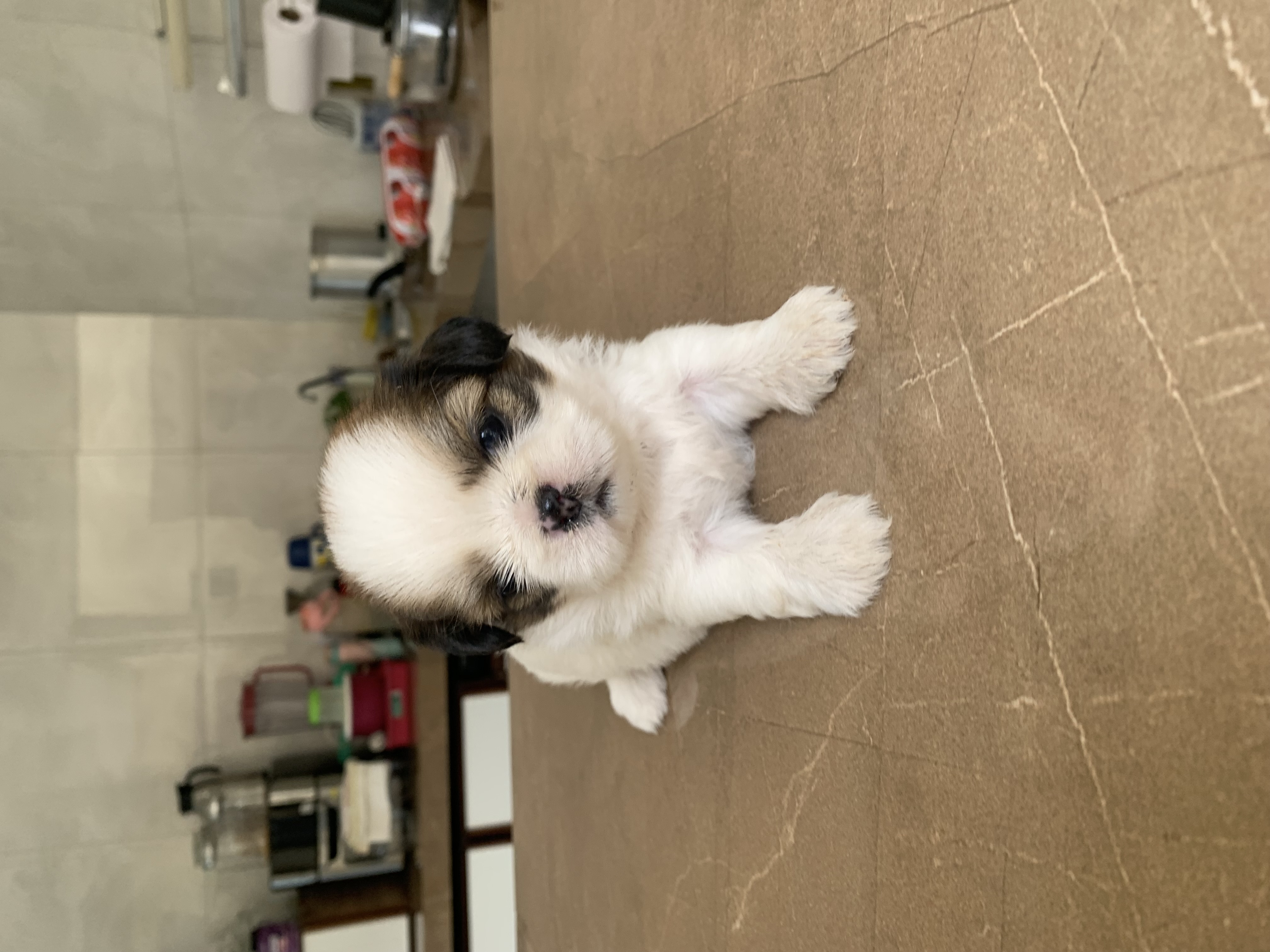 Portal Vendocão Vendo cachorros Shitzu  Parauapebas