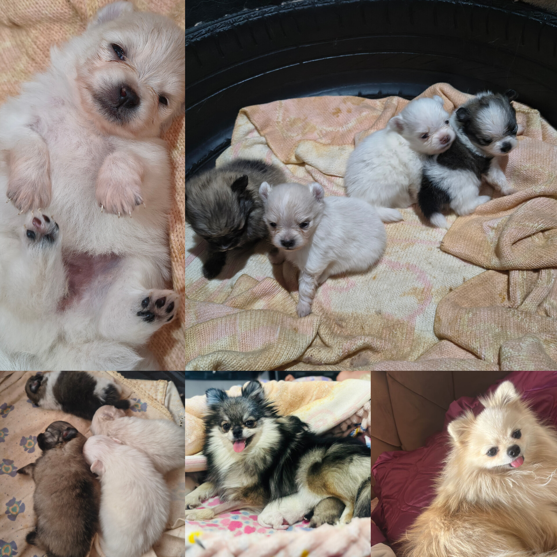 Portal Vendocão Lulu da Pomerânia mini  Bebedouro