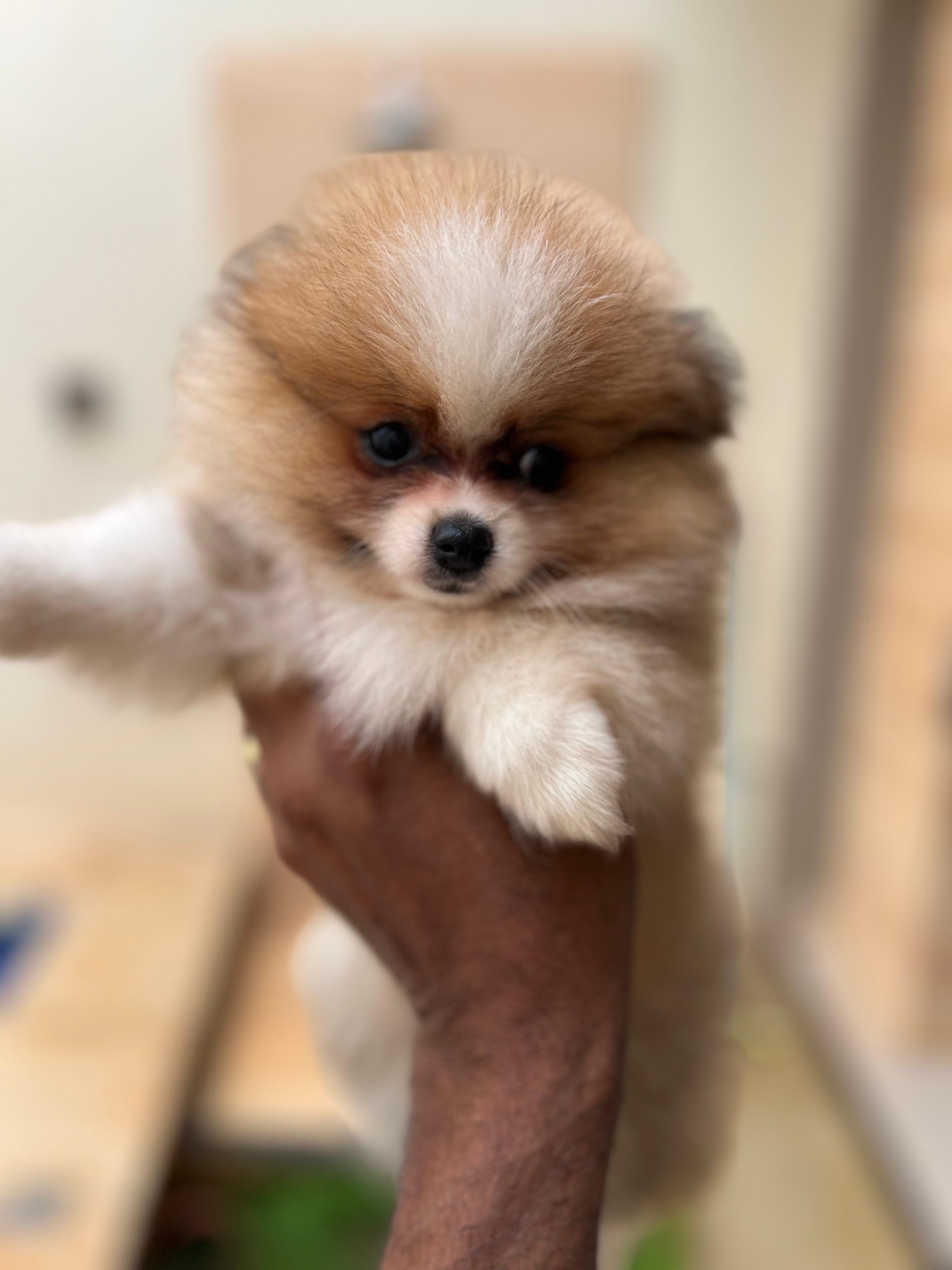 Portal Vendocão Lulu da pomerania anao  Senador Canedo