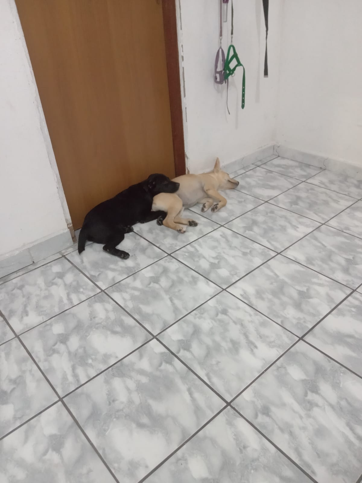 Portal Vendocão Venda Manaus 