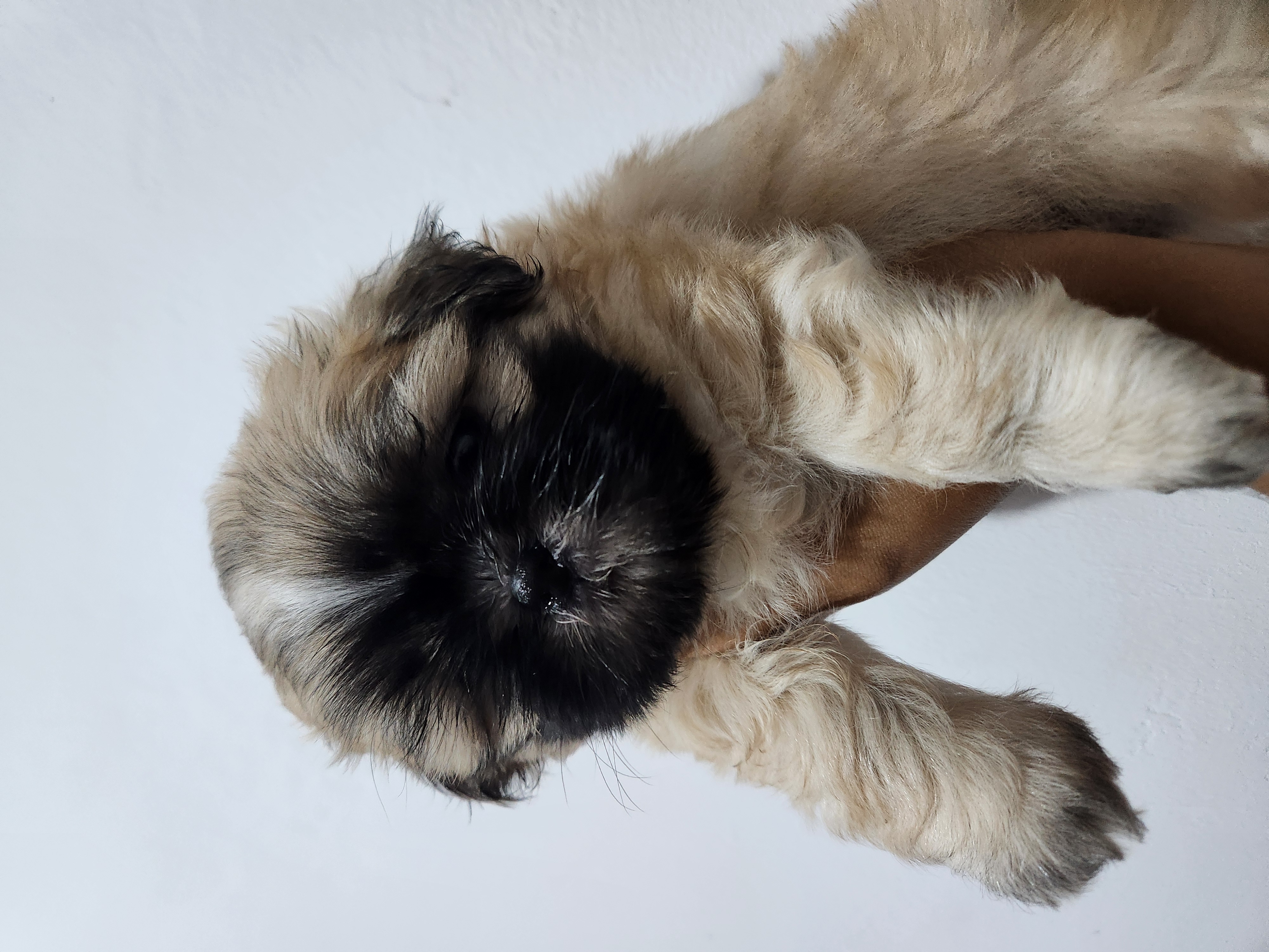 Shih tzu  - Foto 2