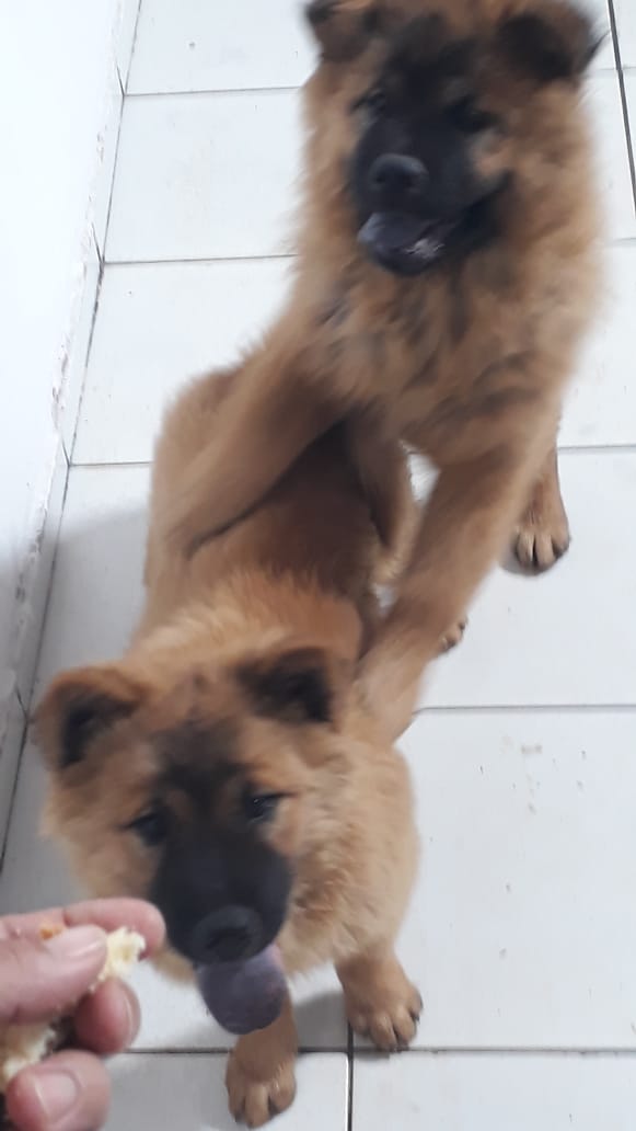 Portal Vendocão Chow chow Aparecida de Goiânia 
