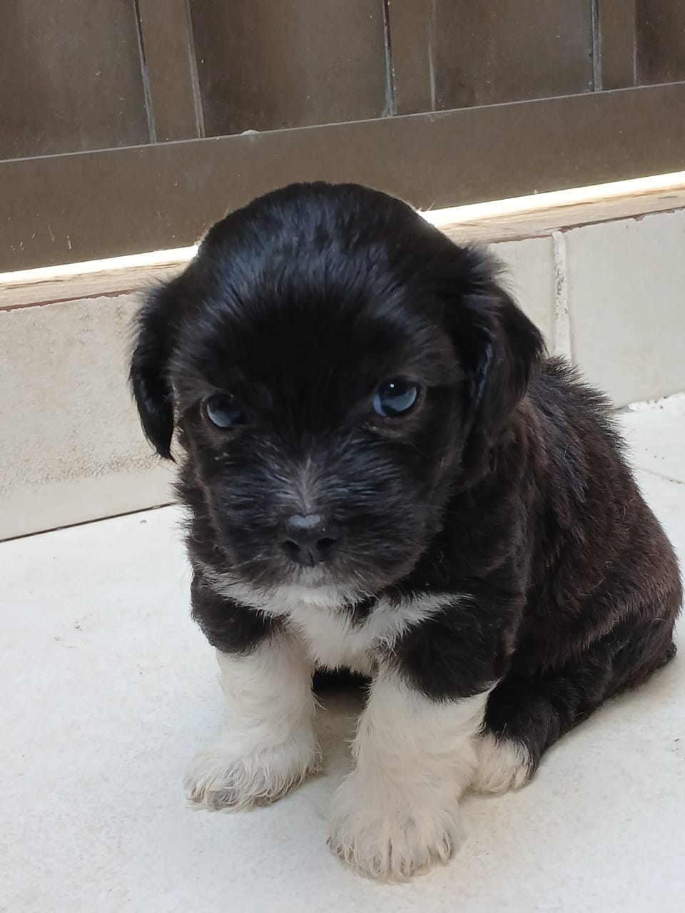 Portal Vendocão Cachorro Shih poo  Camaçari