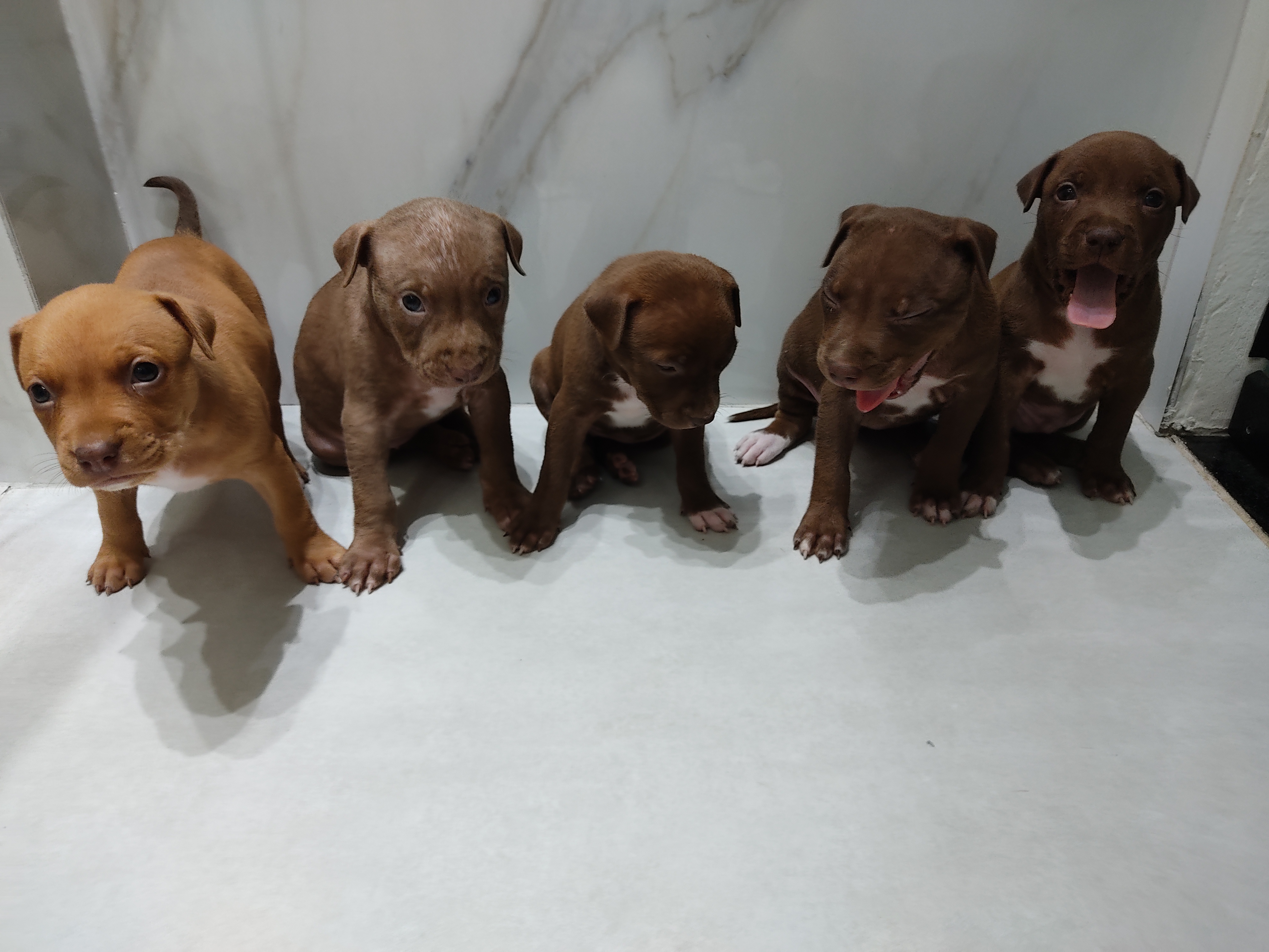 Portal Vendocão Filhotes de Pitbull American terrier  Valença