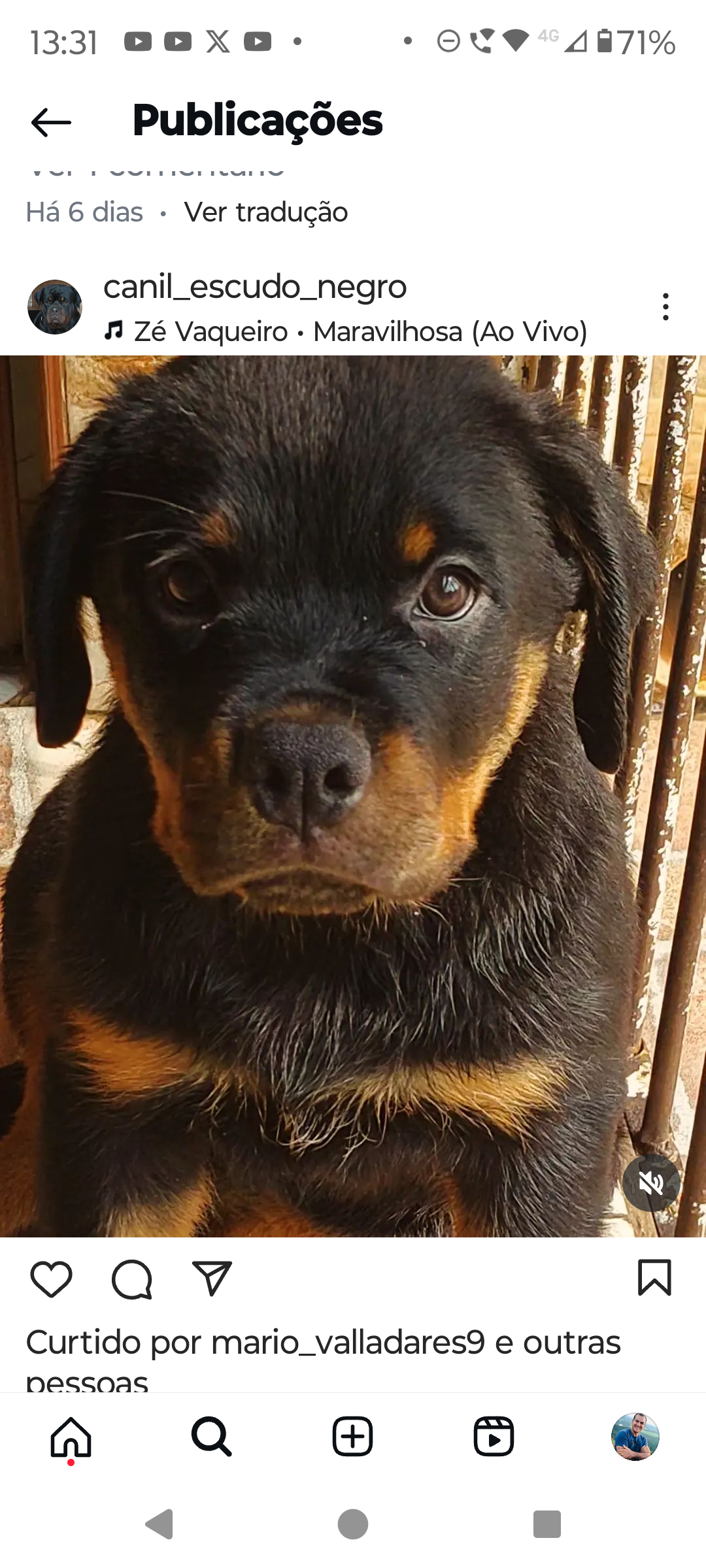 filhotes de Rottweiler Santo Antônio do Leverger