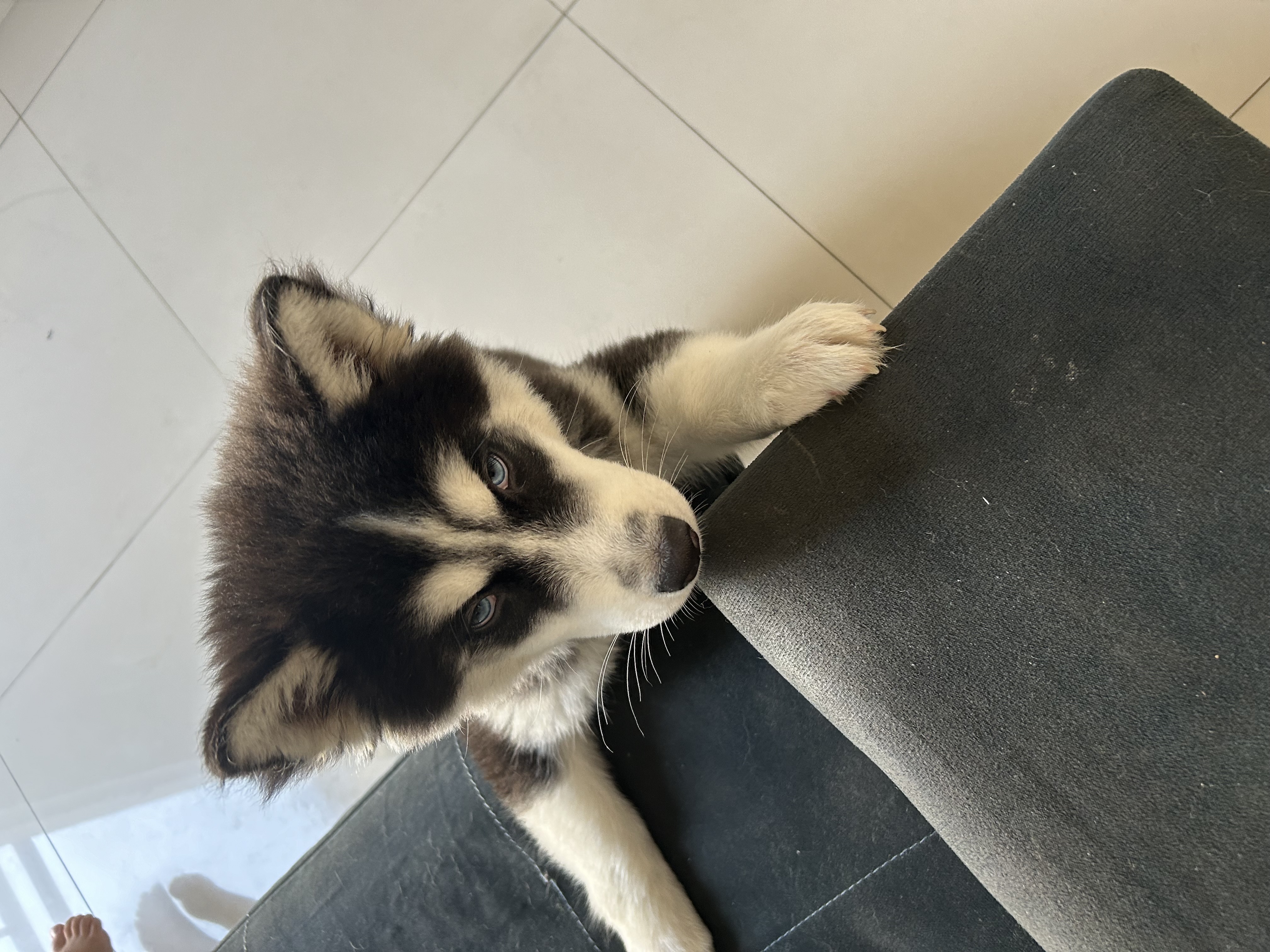 Portal Vendocão Filhote husky siberiano  Rio de janeiro