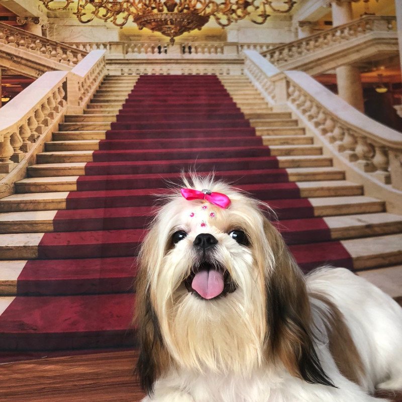 Vendo shih tzu fêmea, 1 ano e 4 meses.