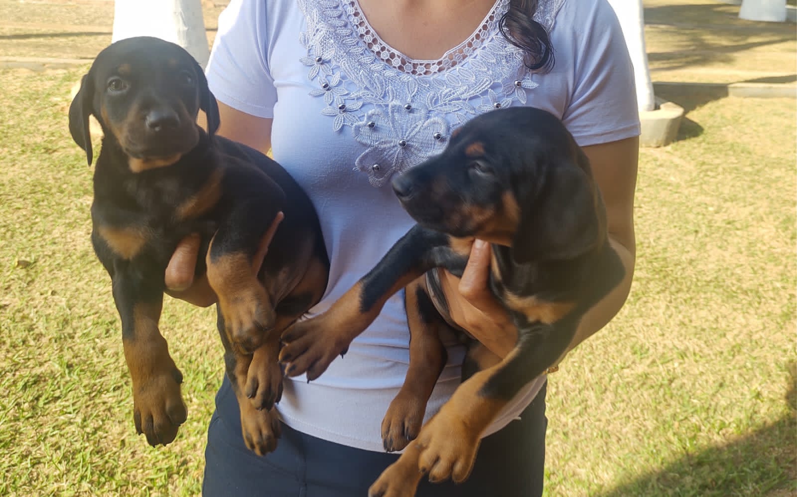 Filhotes de Doberman - Foto 1