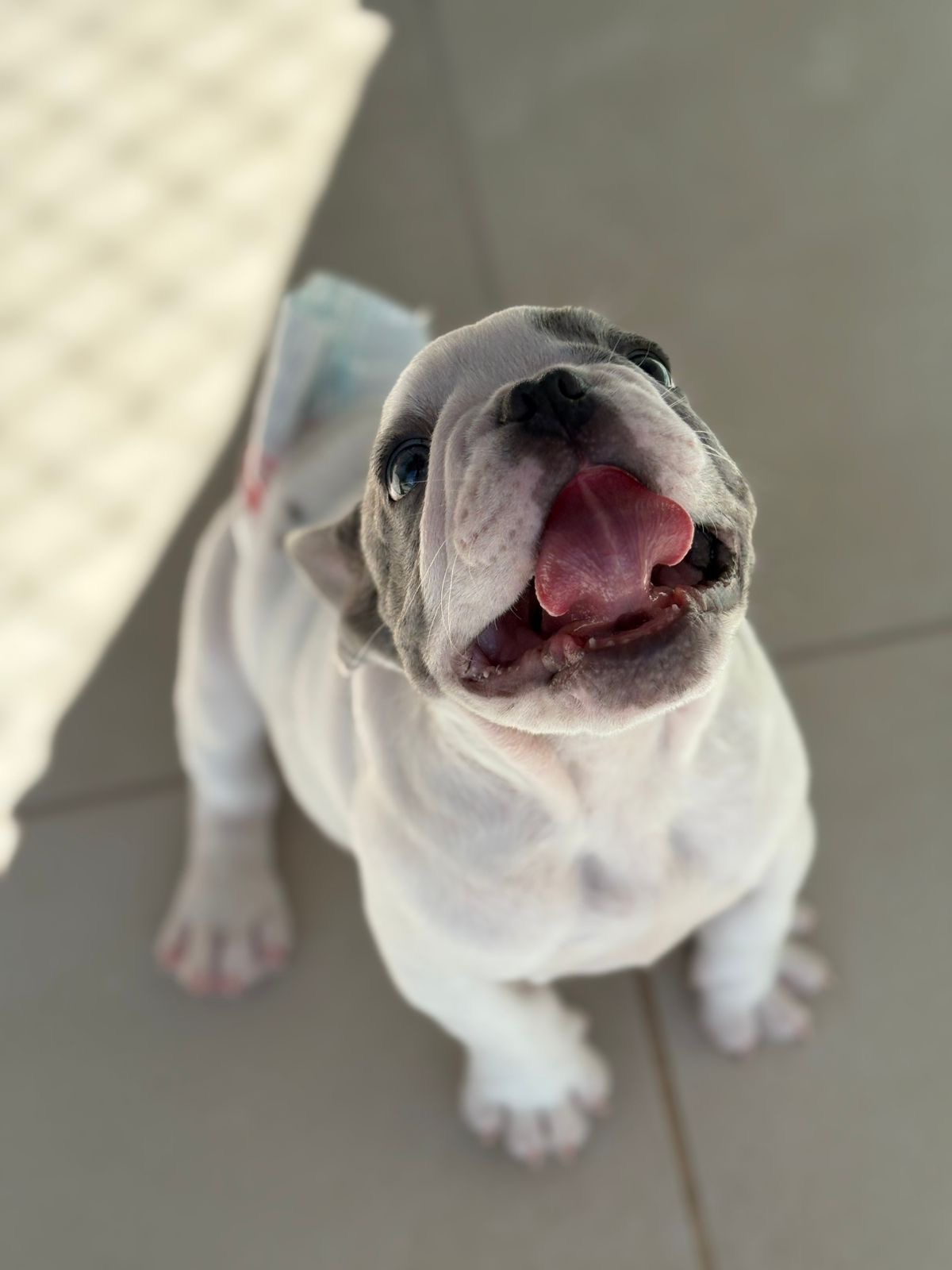 Portal Vendocão Buldogue francês  Rio de Janeiro 