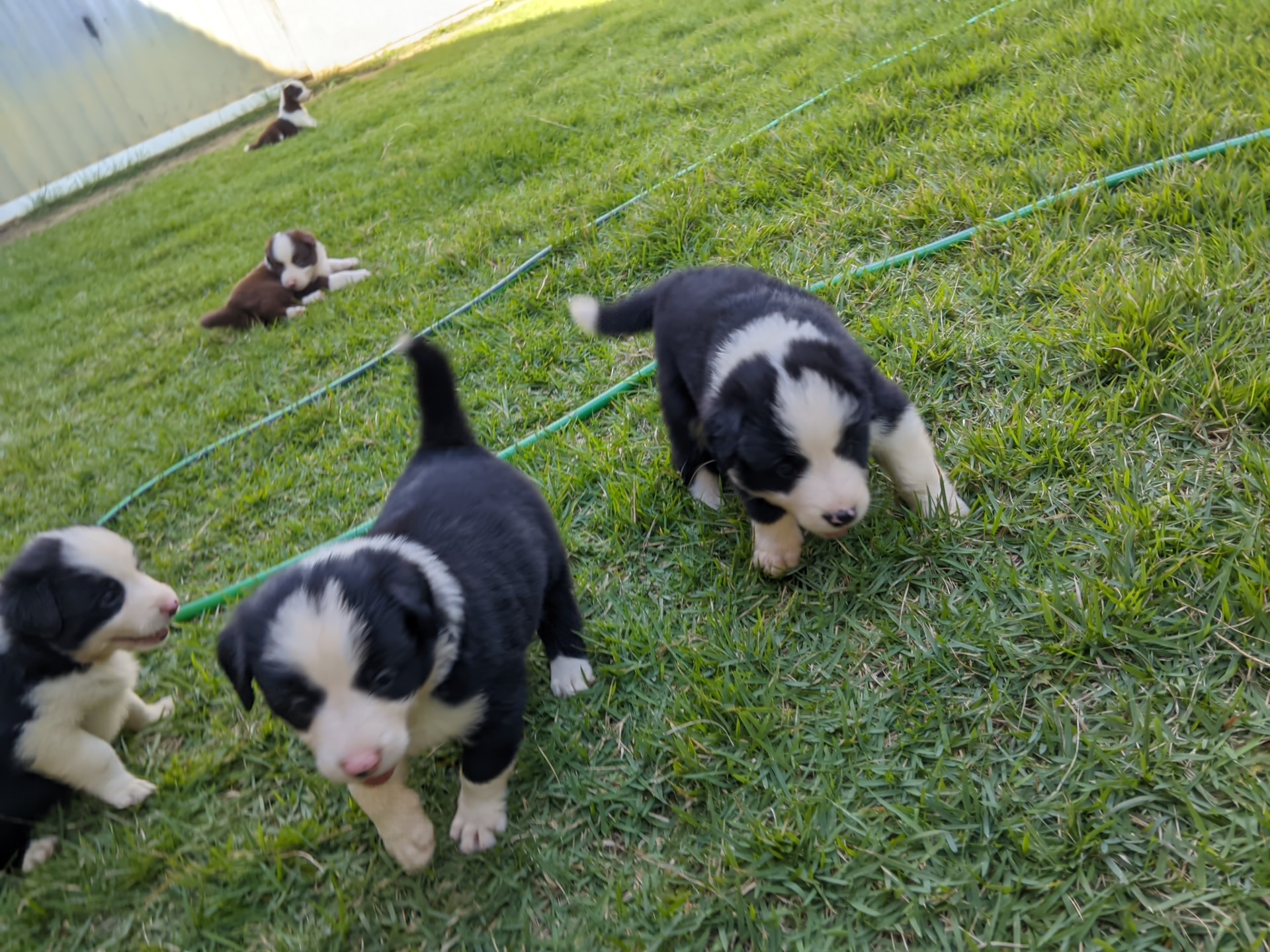 filhotes de Border Collie Nova venécia 