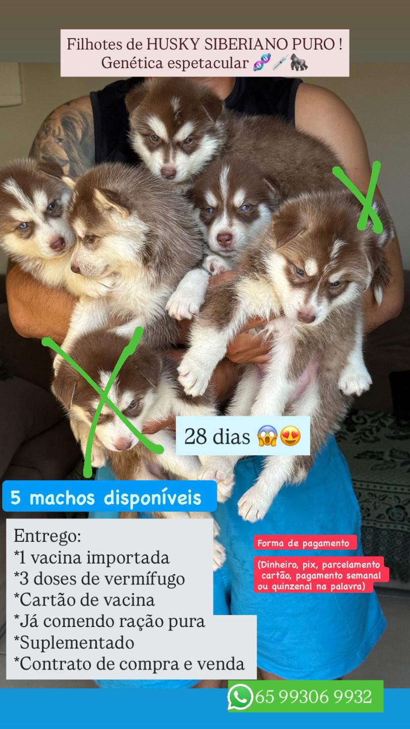 Filhotes de Husky Siberiano Puro!! - Foto 1