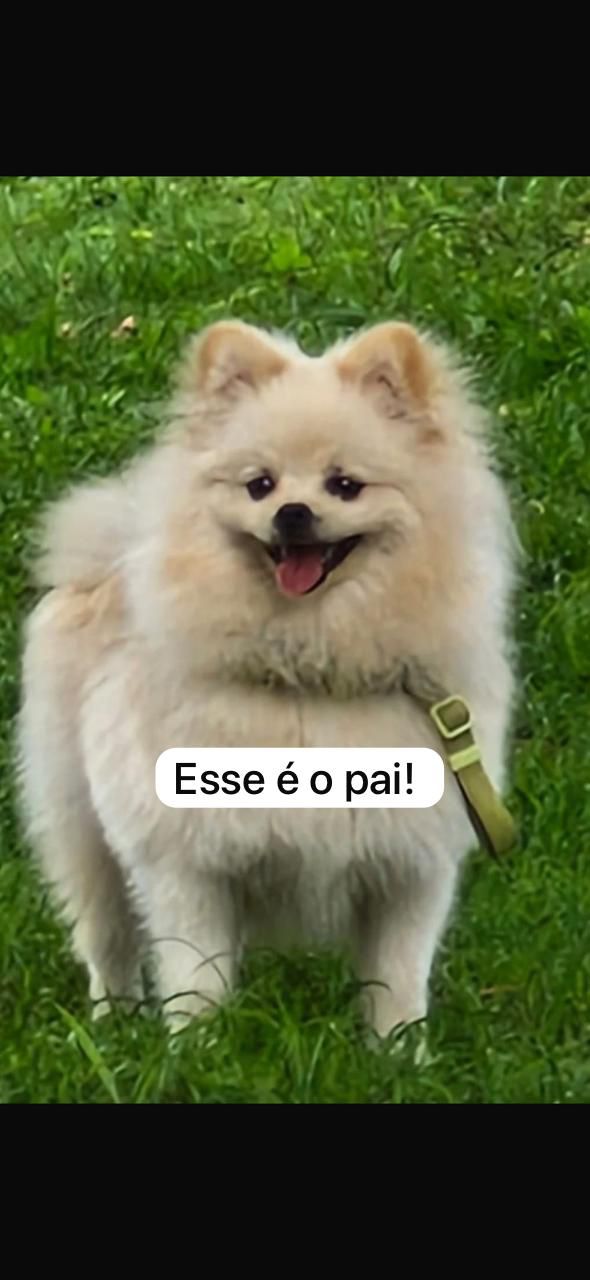 Portal Vendocão mini spitz alemão Lulu-da-pomerânia  Goiânia