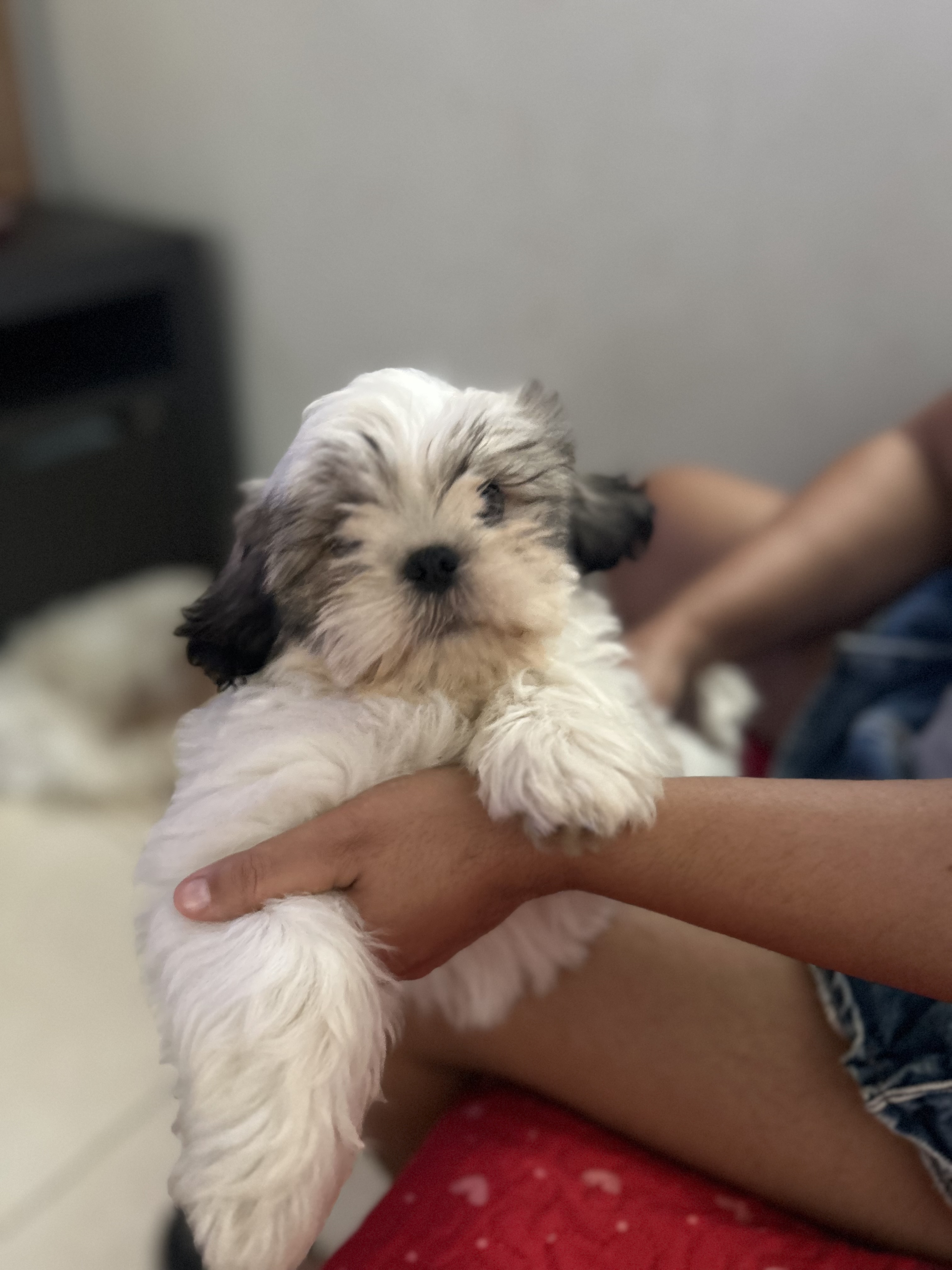 Portal Vendocão Filhote de Shih Tzu carinhoso e brincalhão  Cuiabá 