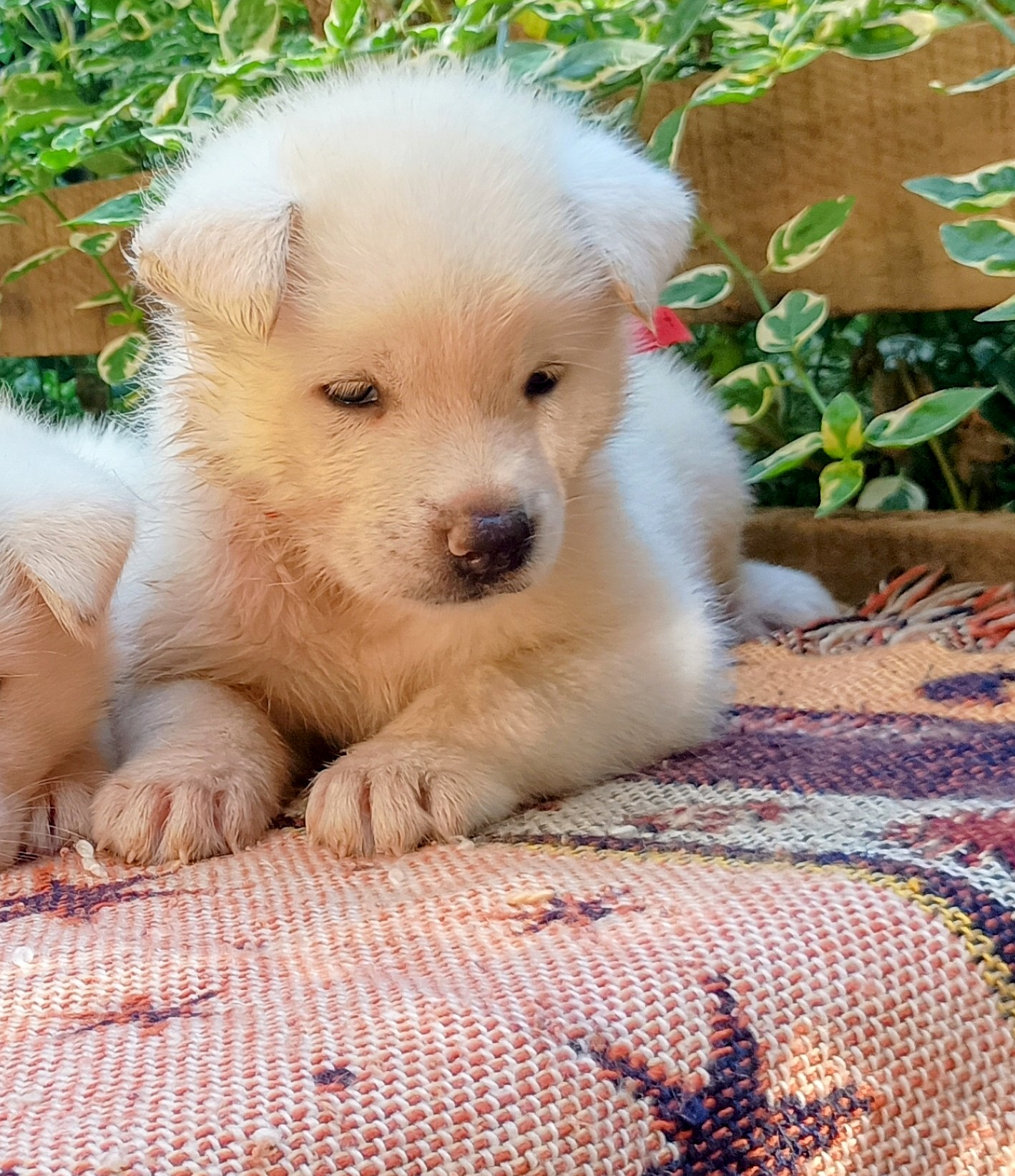 Portal Vendocão Filhotes de Akita Inu  São Gonçalo